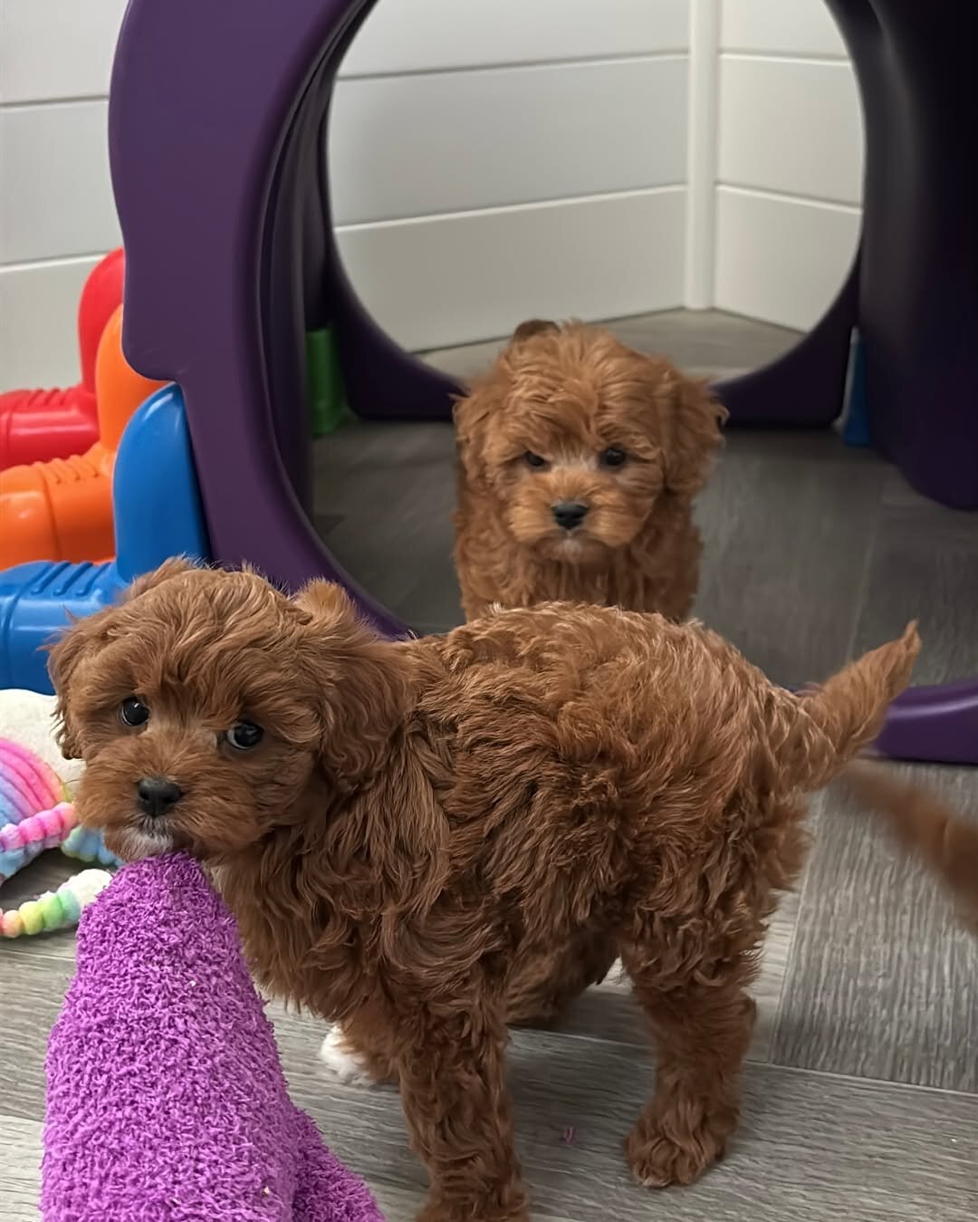 Cute Little Poodle Pups for sale image 1