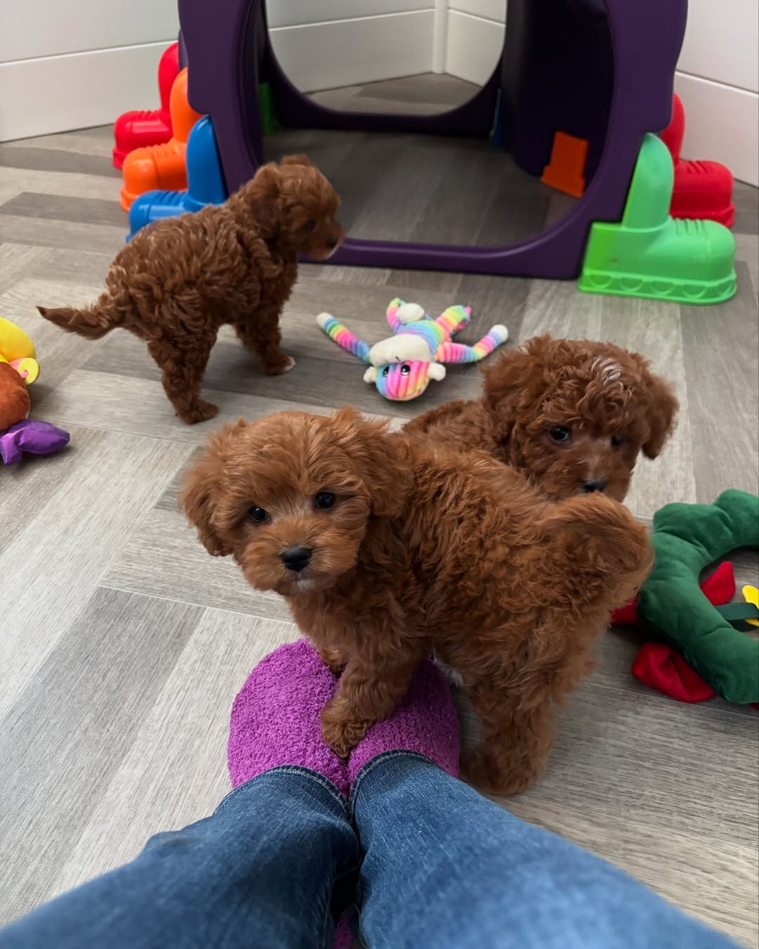 Cute Little Poodle Pups for sale image 2