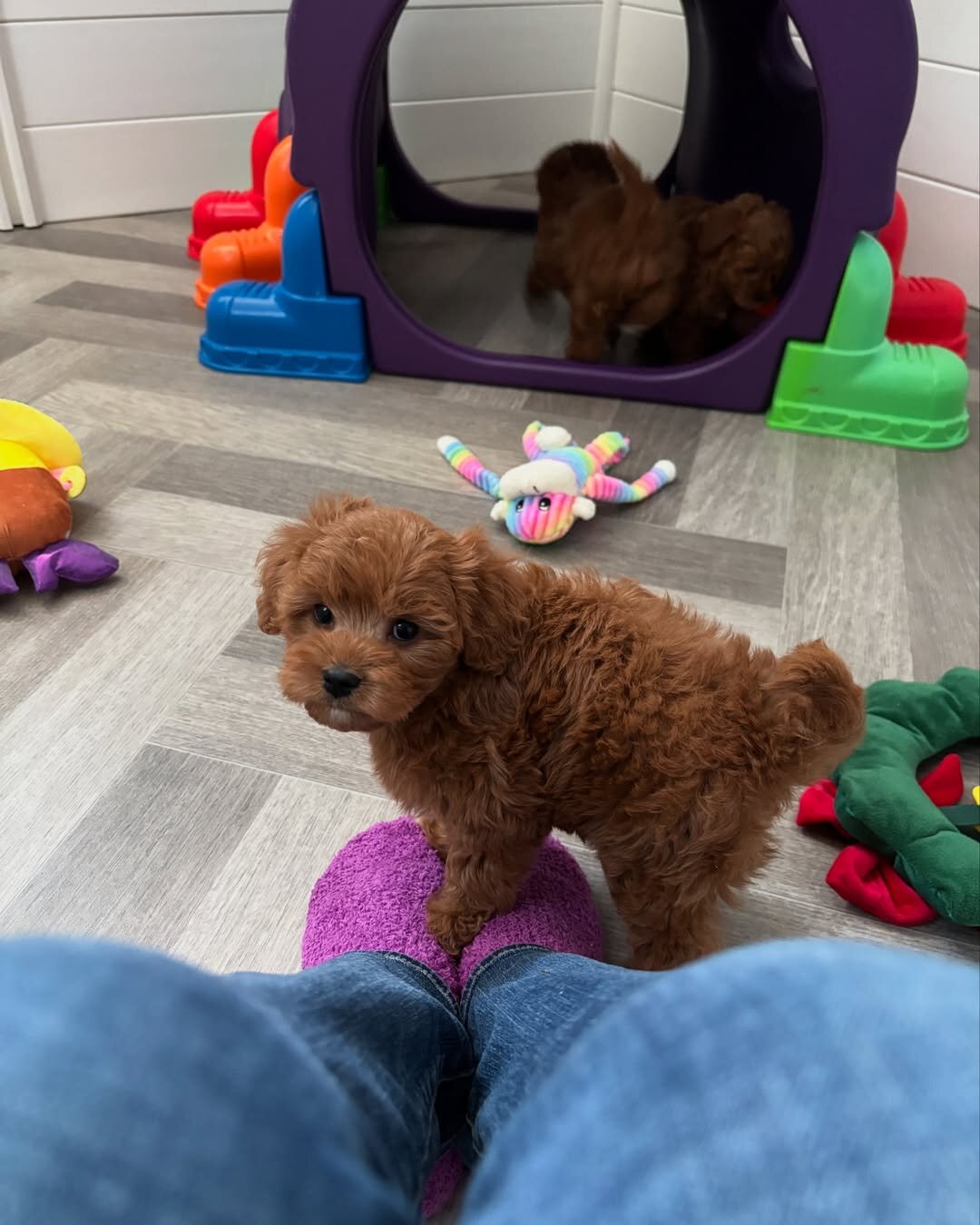 Cute Little Poodle Pups for sale image 3
