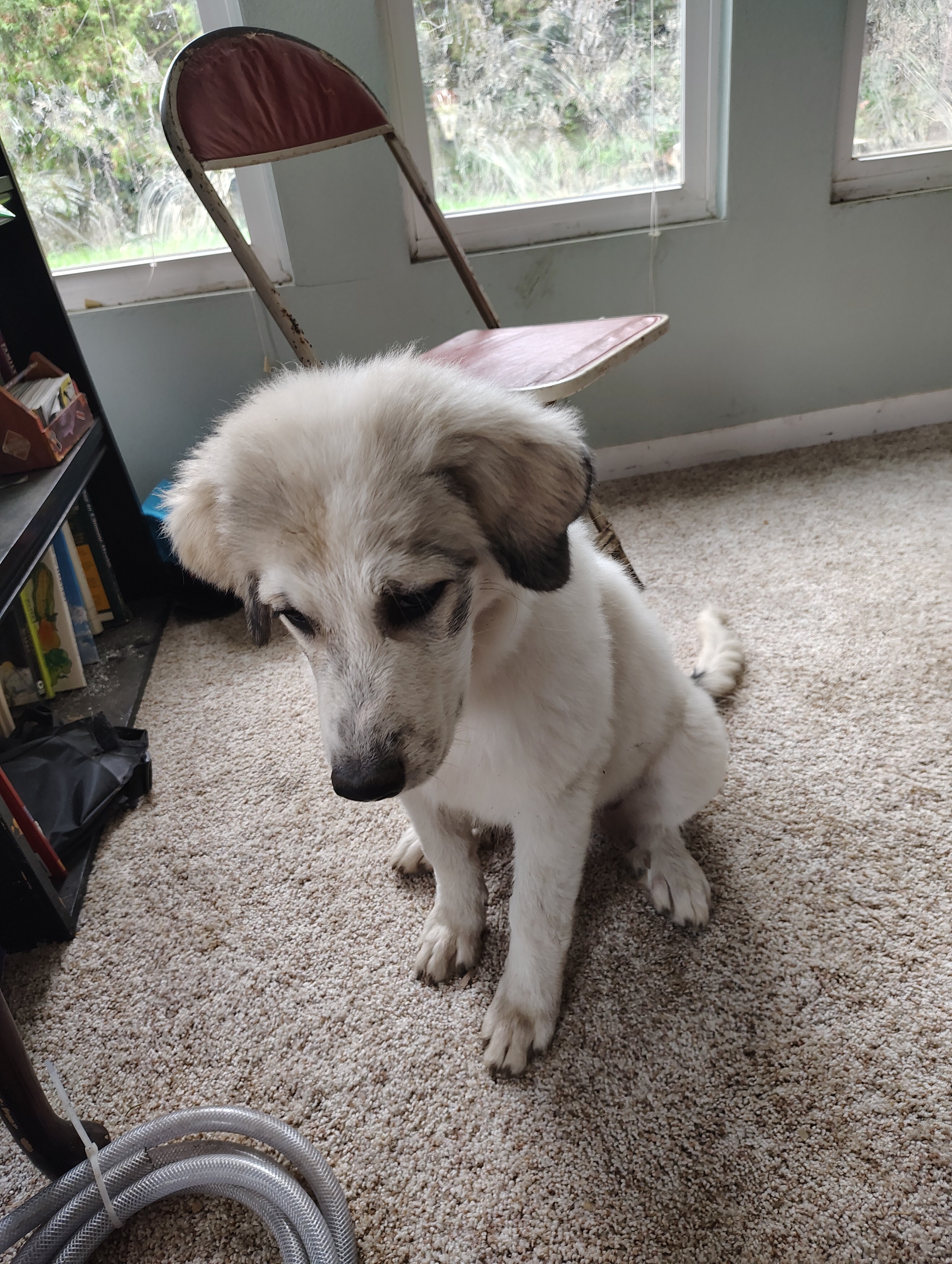 Puppies image 1