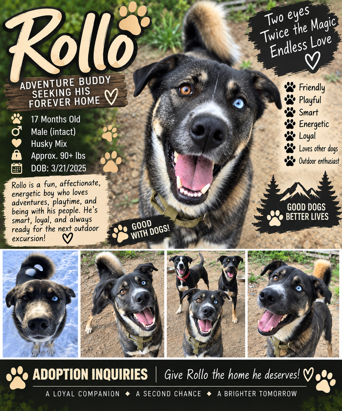 Rollo Needs a Home image 1