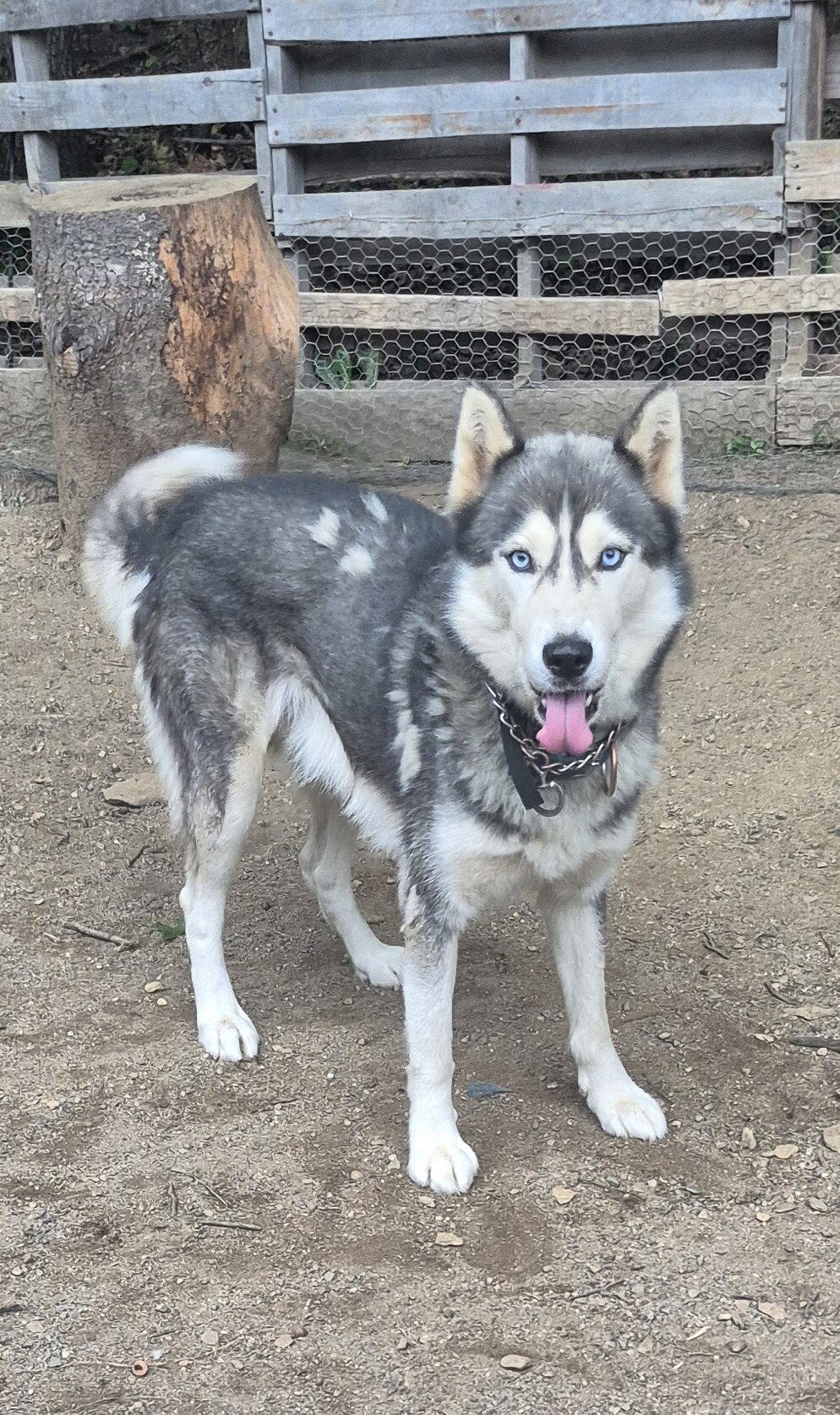 AKC Siberian Husky Stud Available image 4