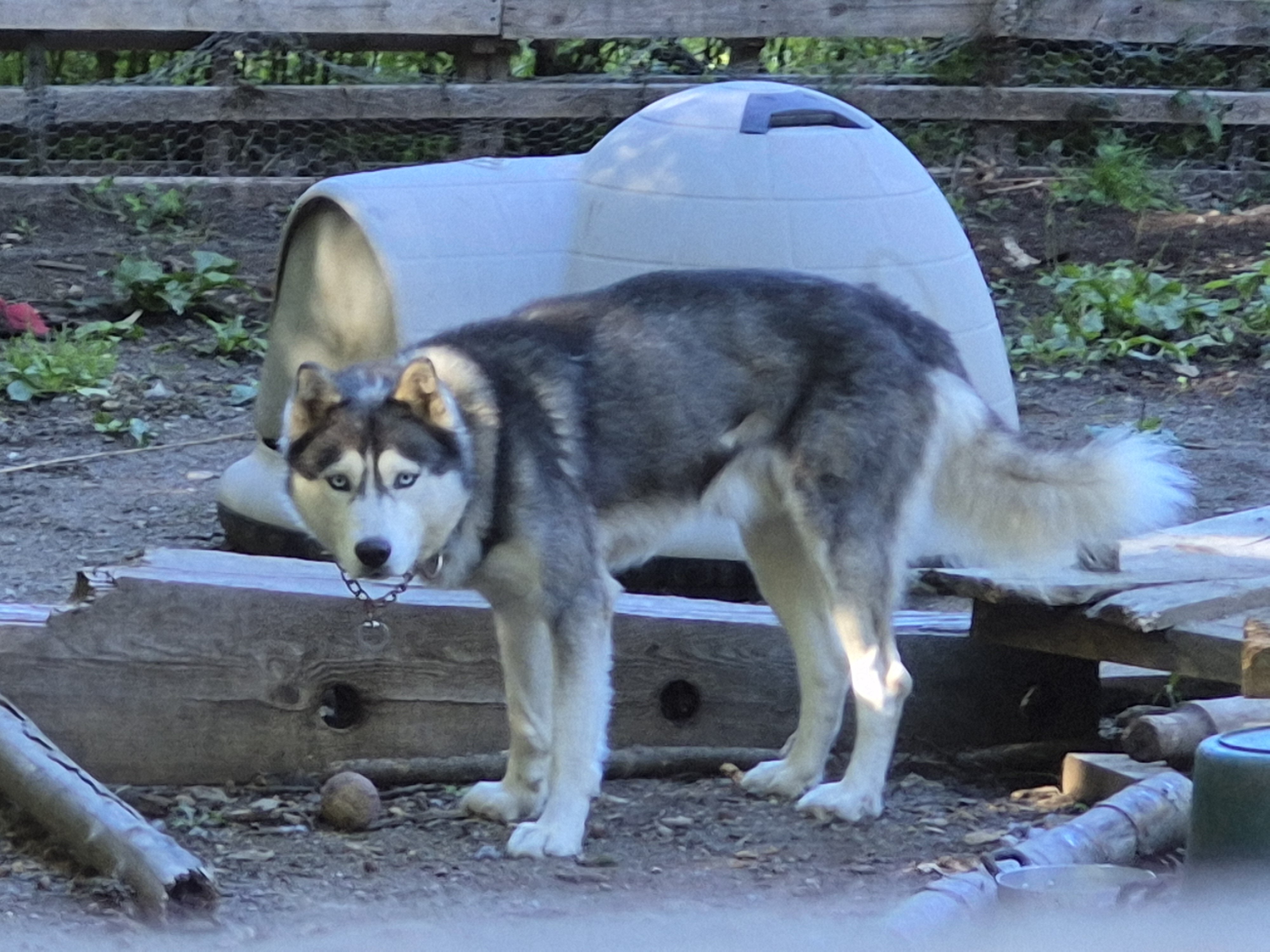 AKC Siberian Husky Stud Available image 3