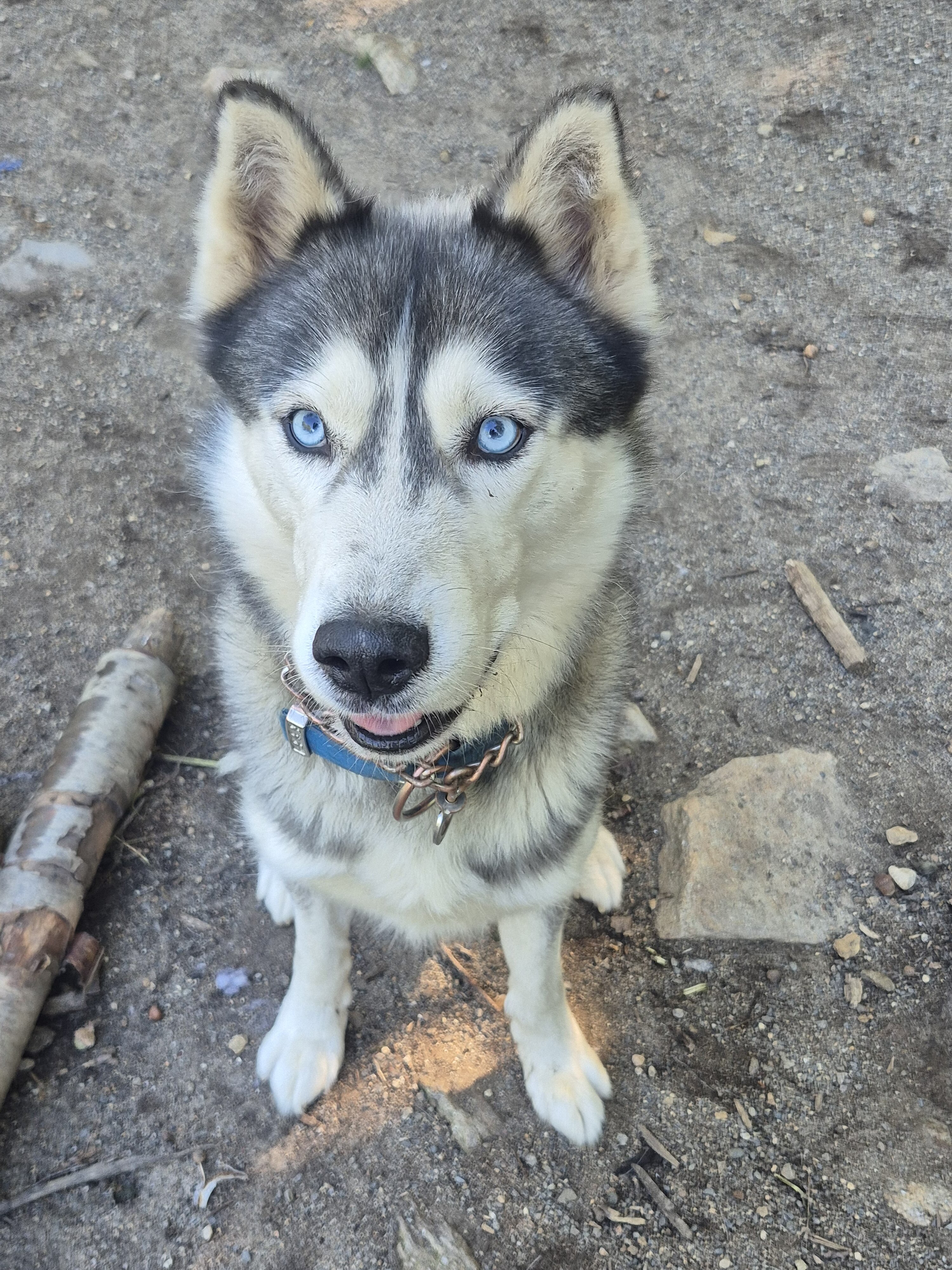 AKC Siberian Husky Stud Available image 1