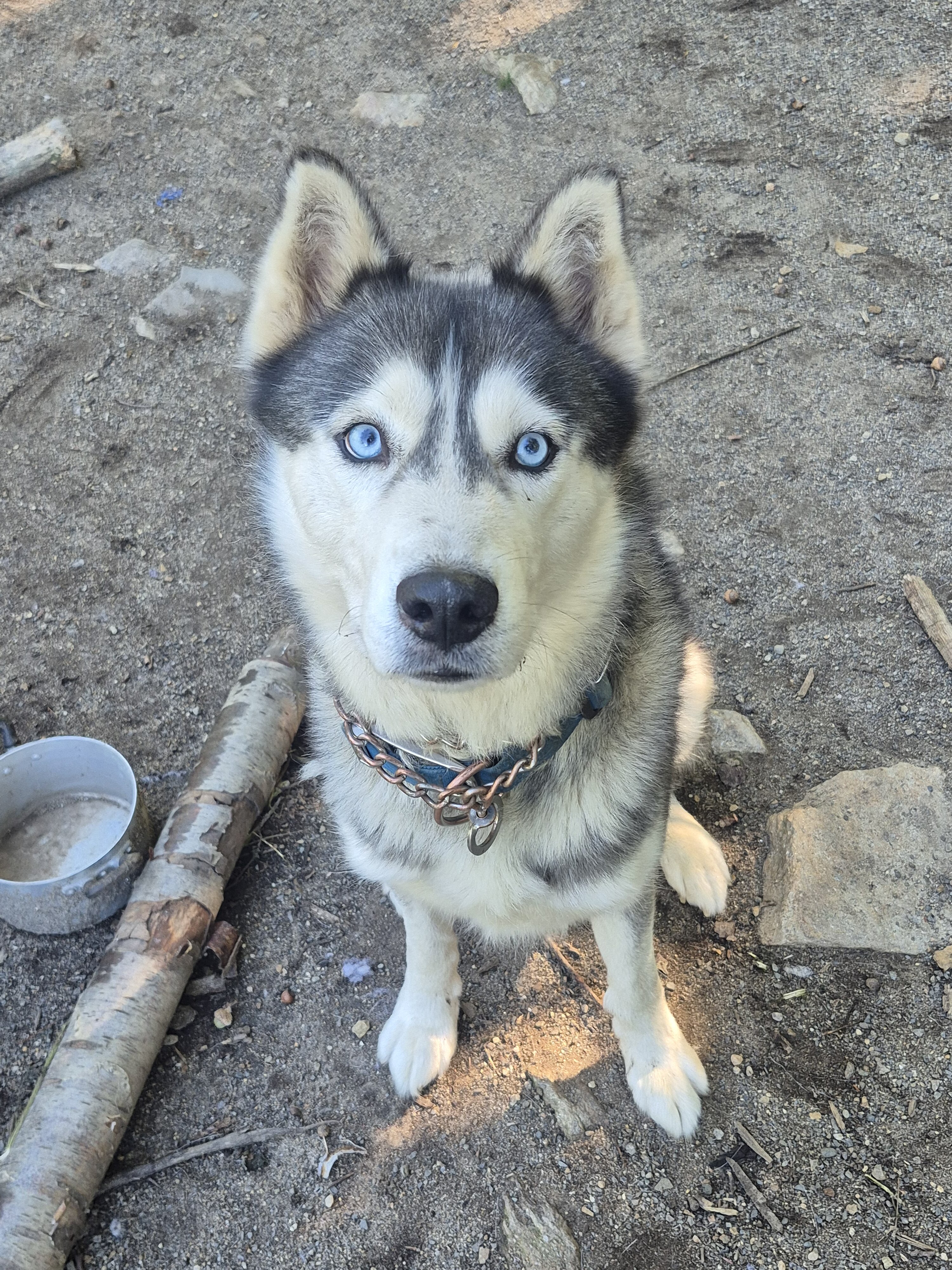 AKC Siberian Husky Stud Available image 2