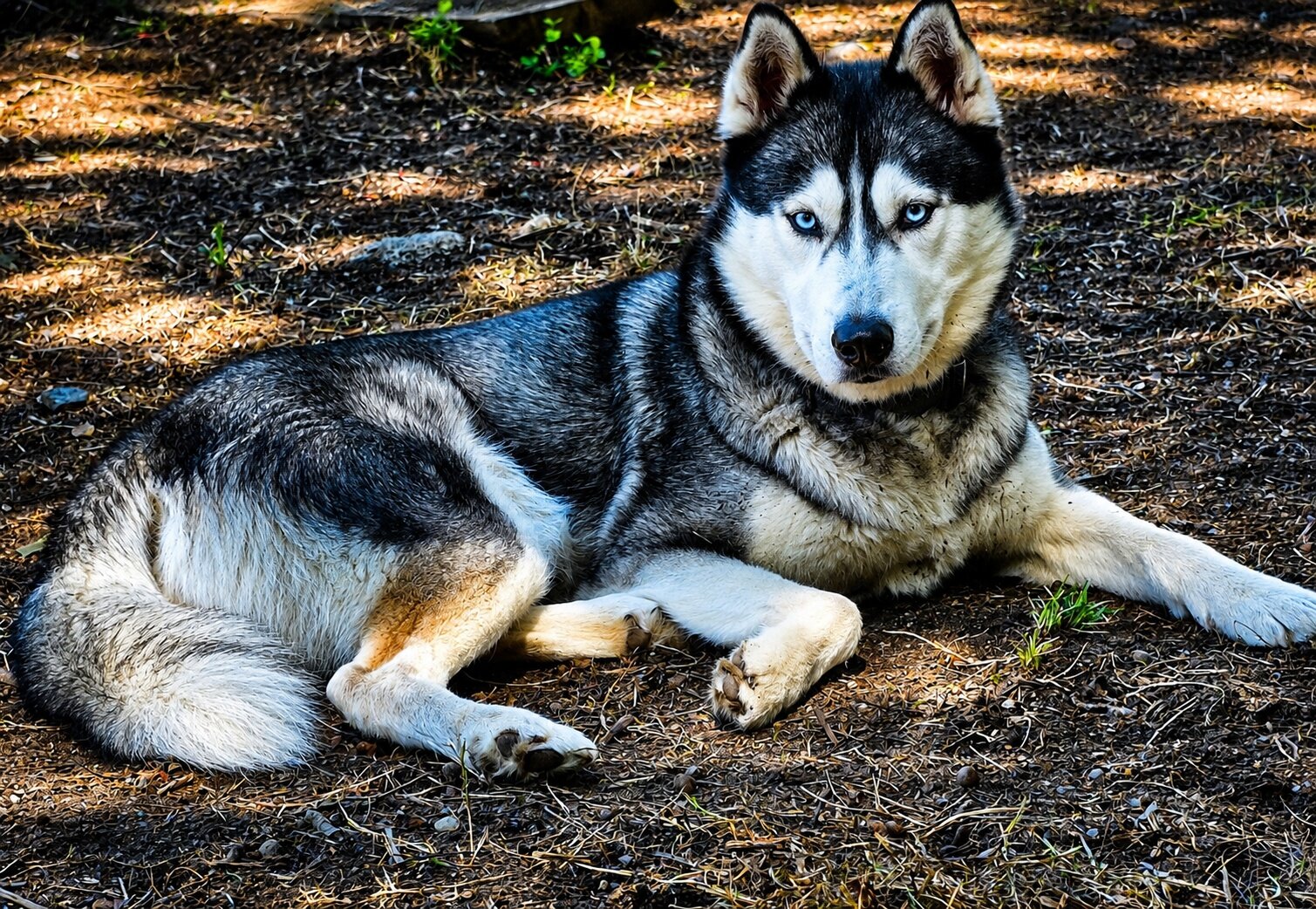 AKC Siberian Husky Stud Available image 5