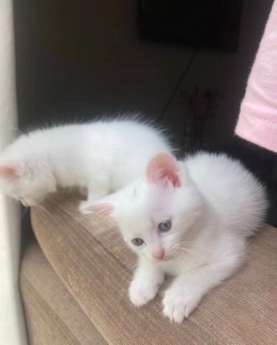 Beautiful Norwegian forest kittens image 1