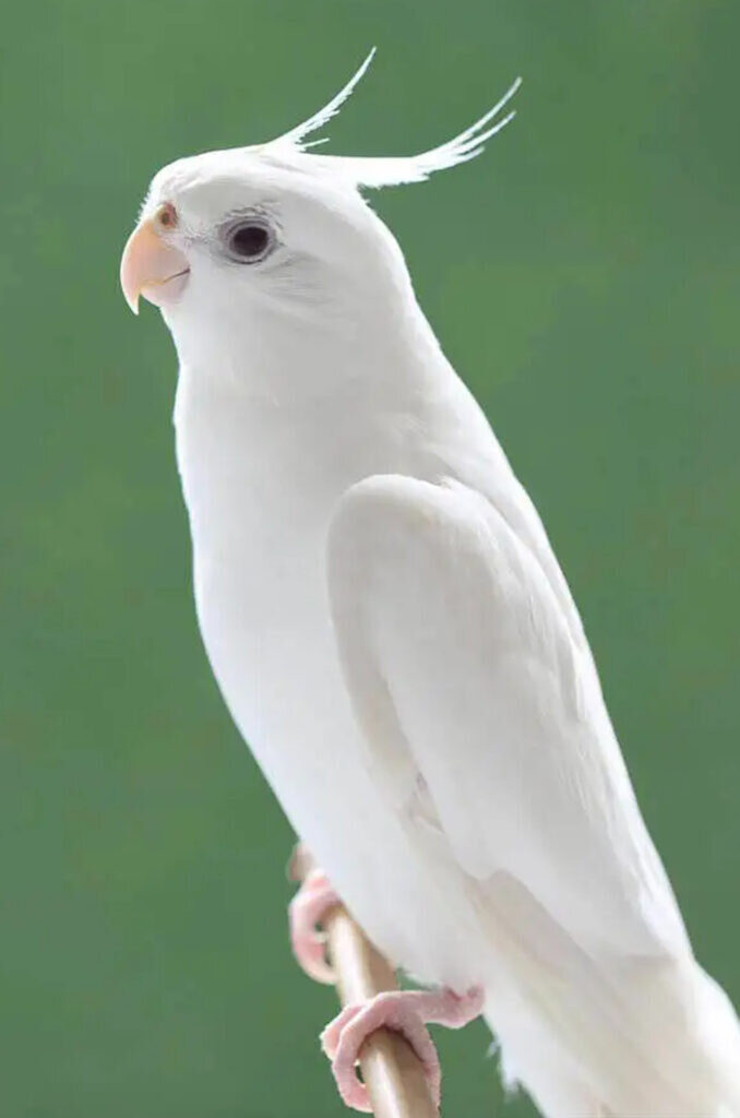 pet white cockatiel image 1