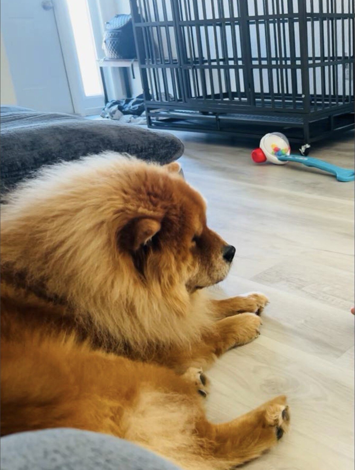 Dog image 1