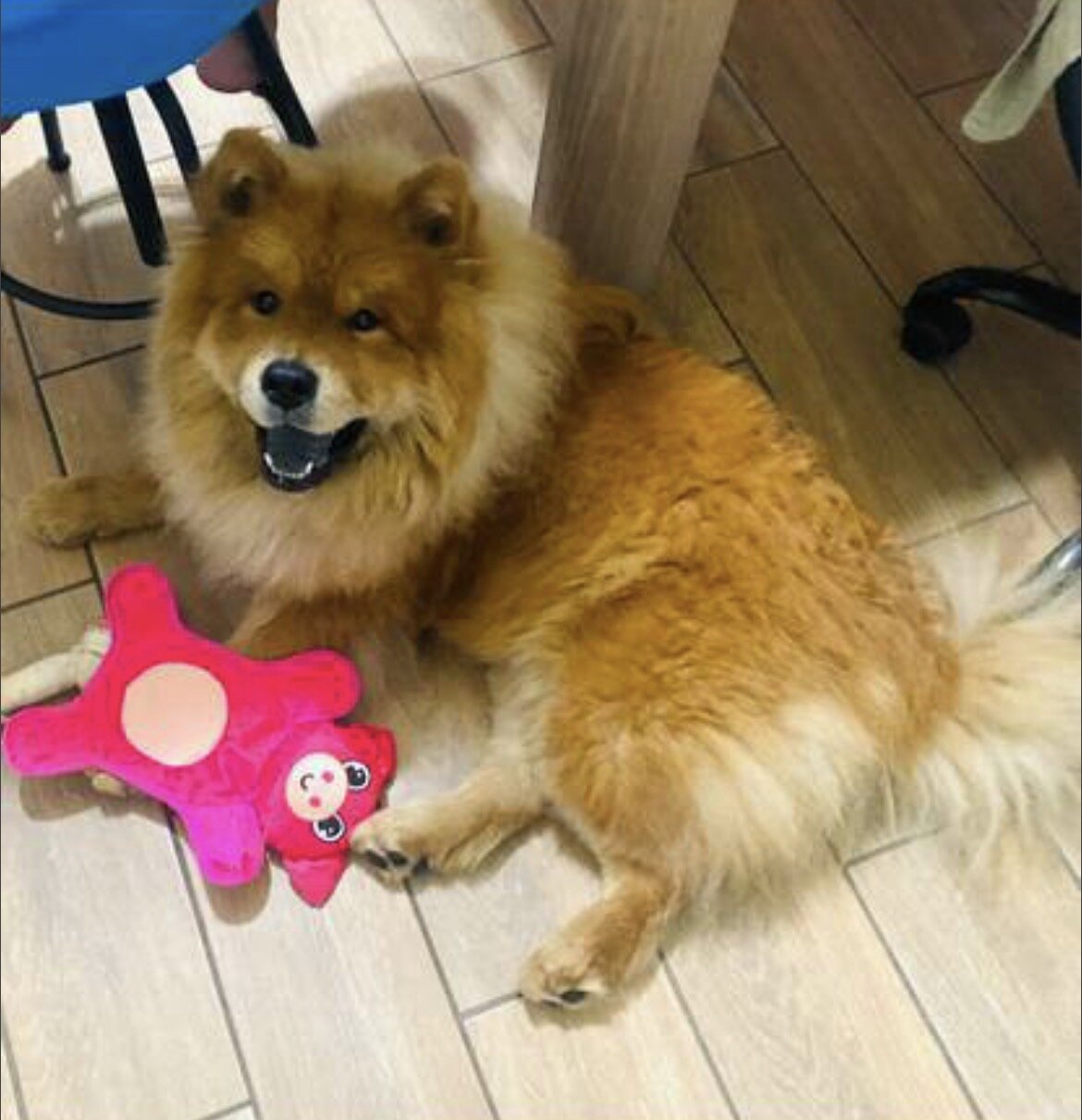 Dog image 2