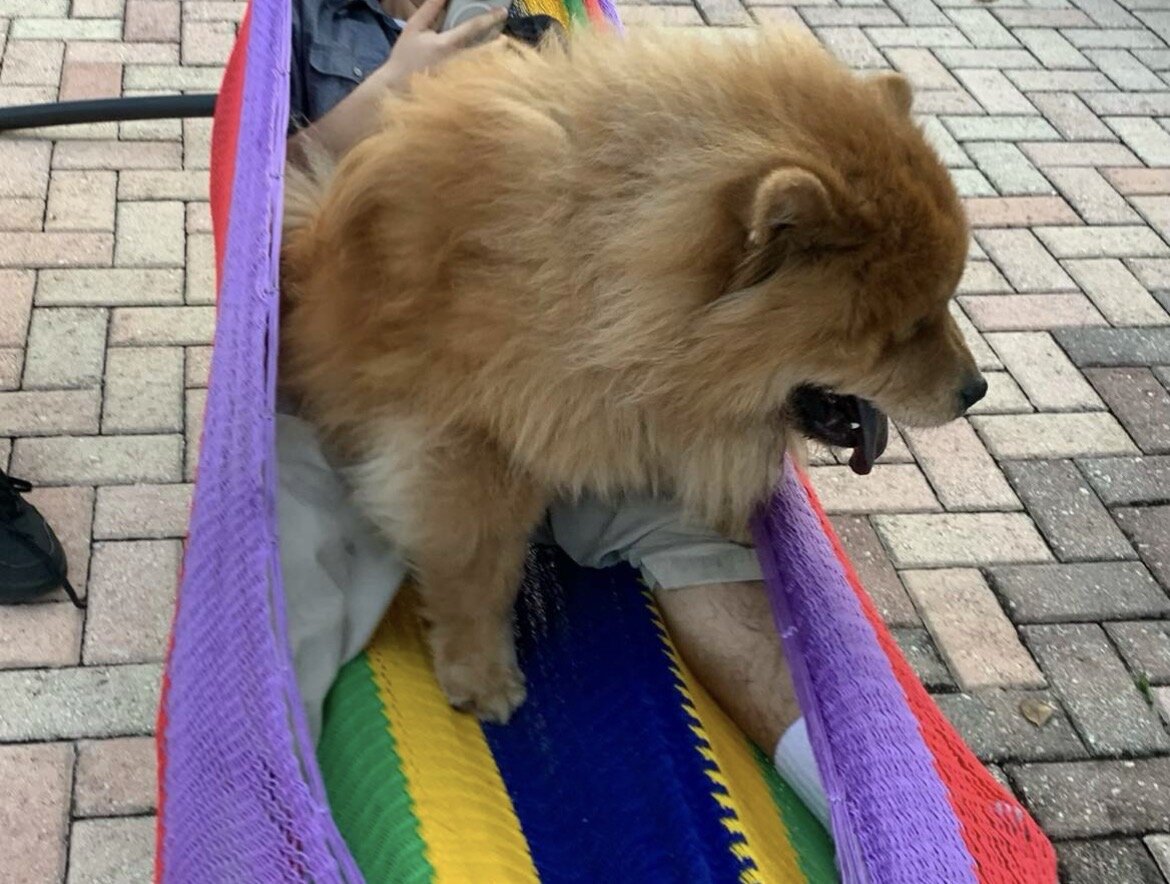 Dog image 4