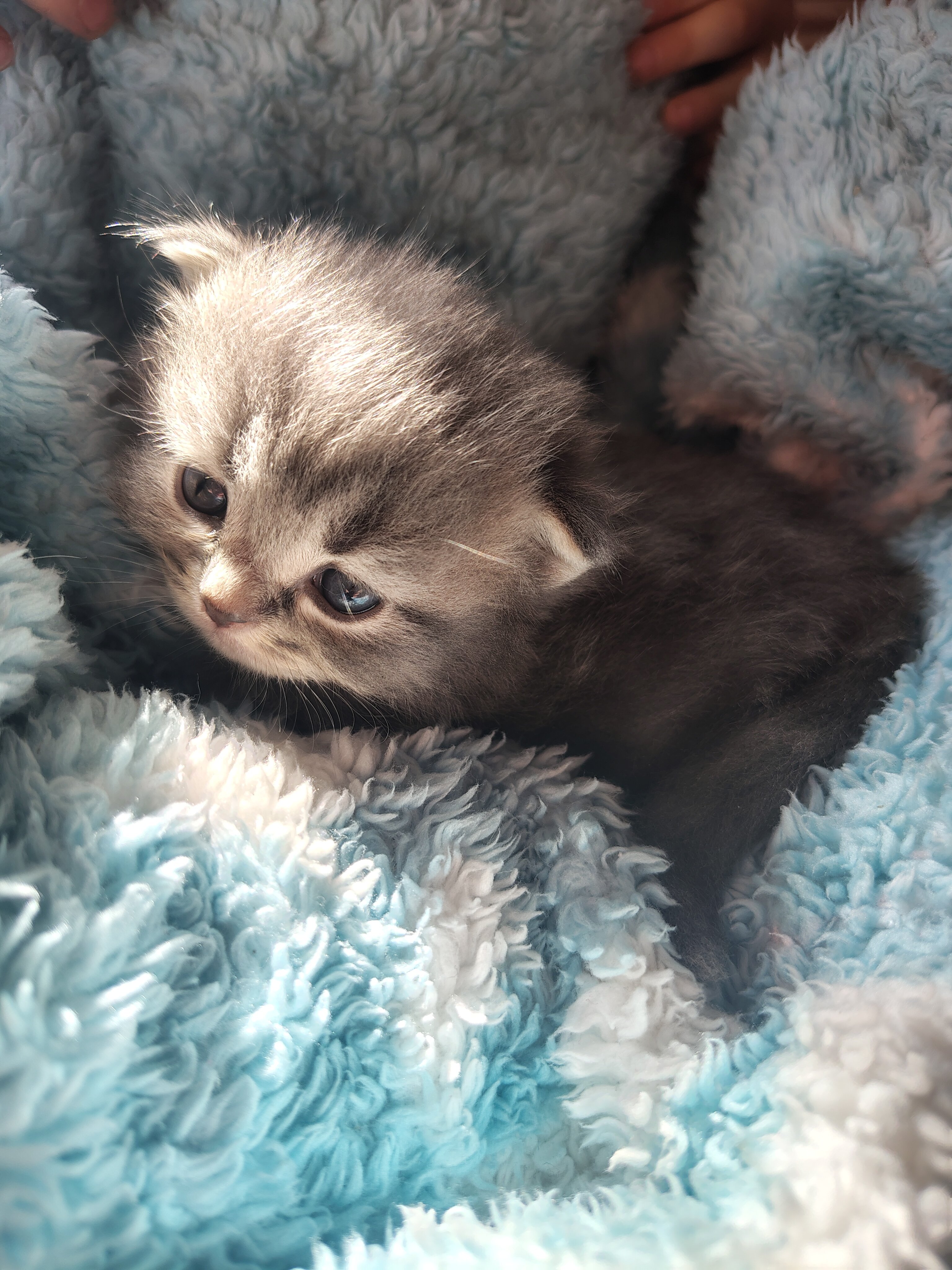 Half Persian Kittens image 1