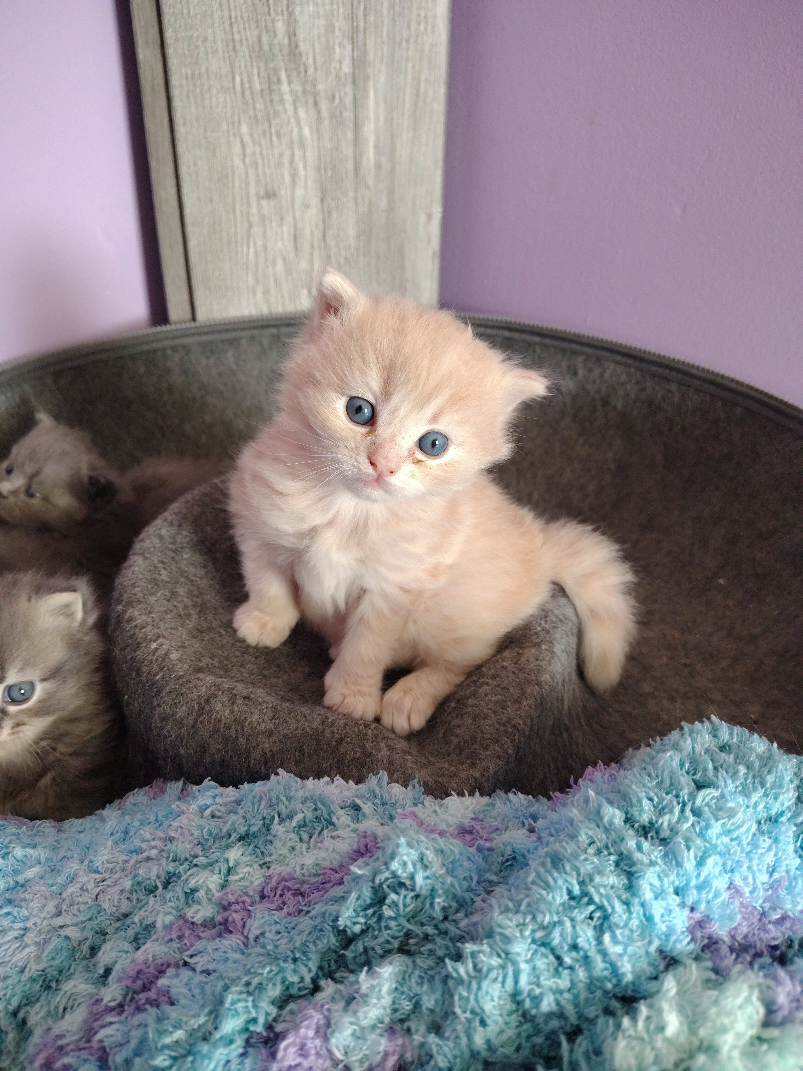 Half Persian Kittens image 4