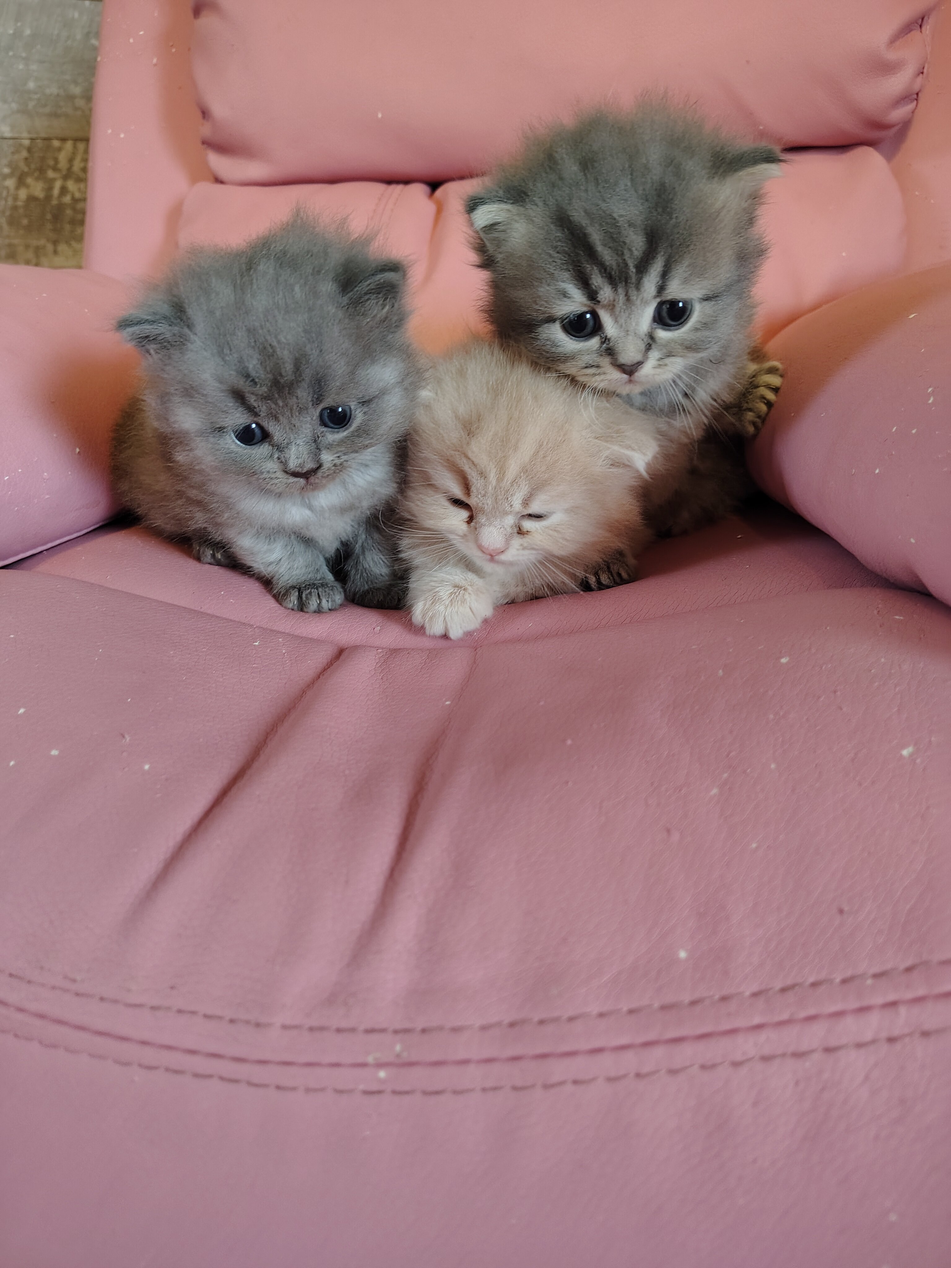Half Persian Kittens image 2