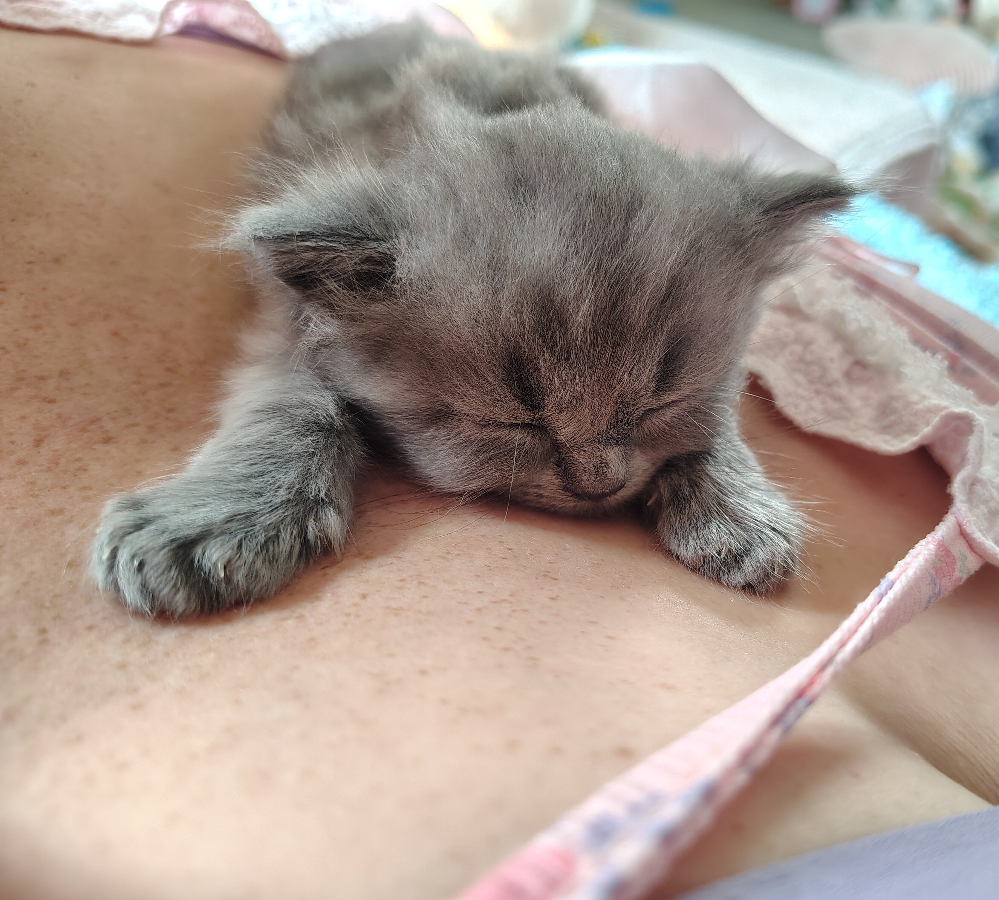 Half Persian Kittens image 5