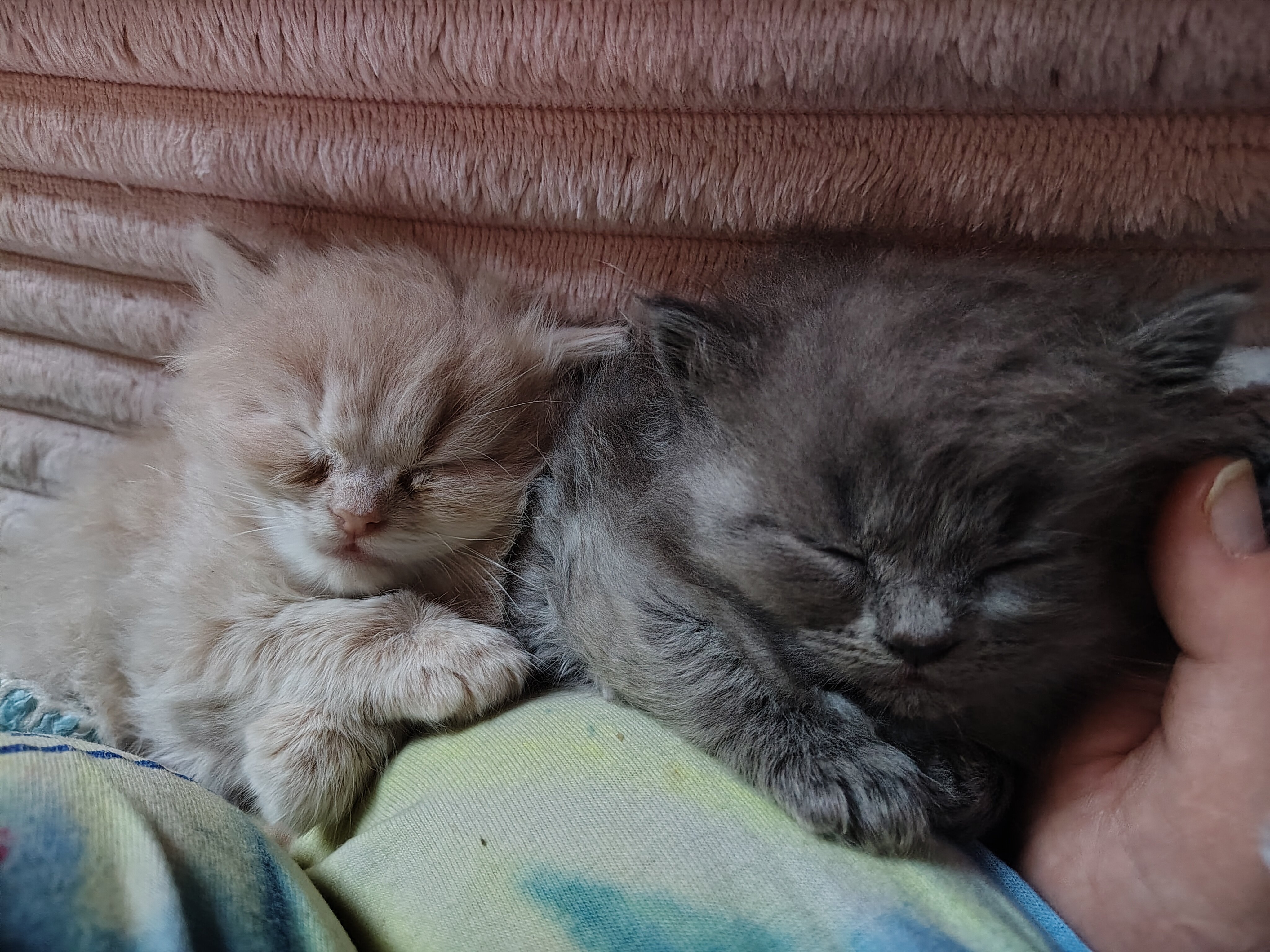 Half Persian Kittens image 3