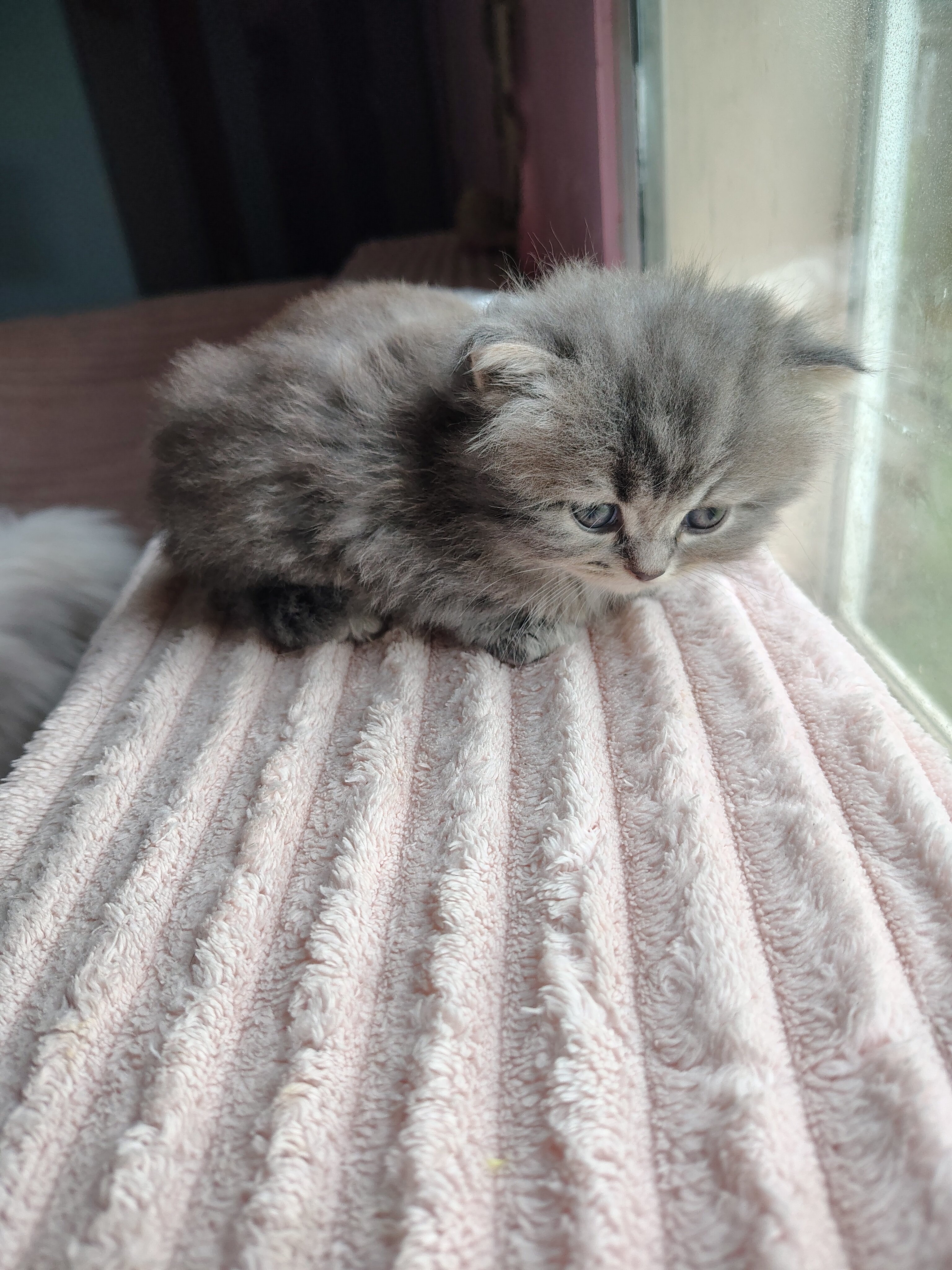 Half Persian Kittens image 6
