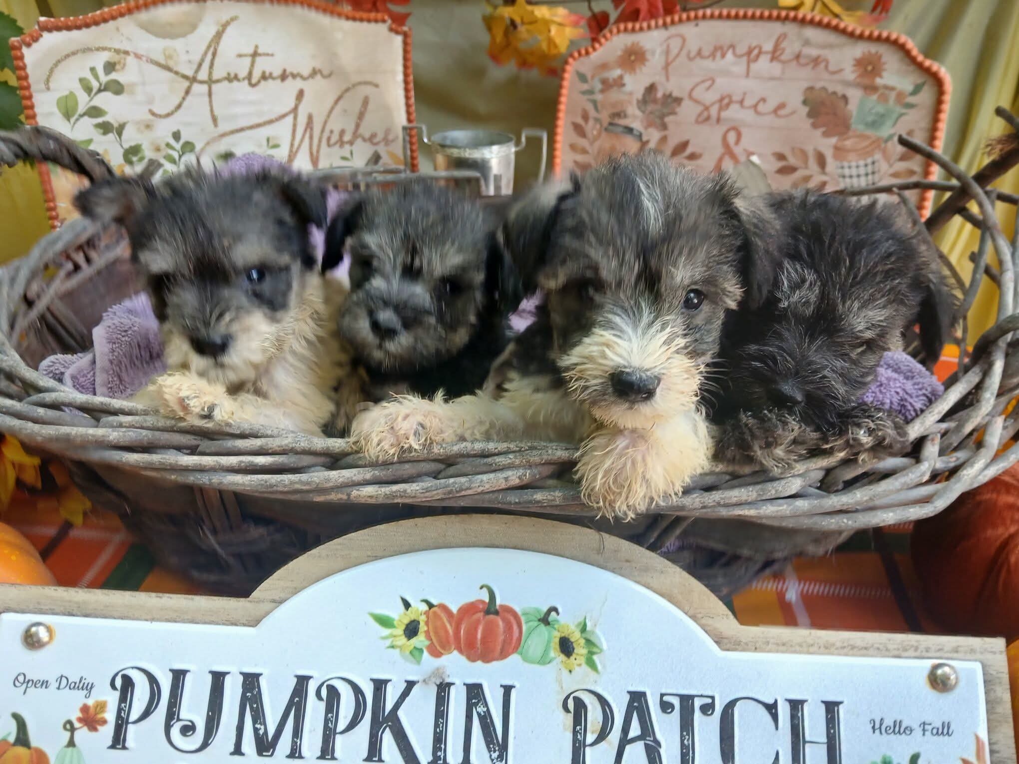 Adorable Miniature Schnauzers image 1
