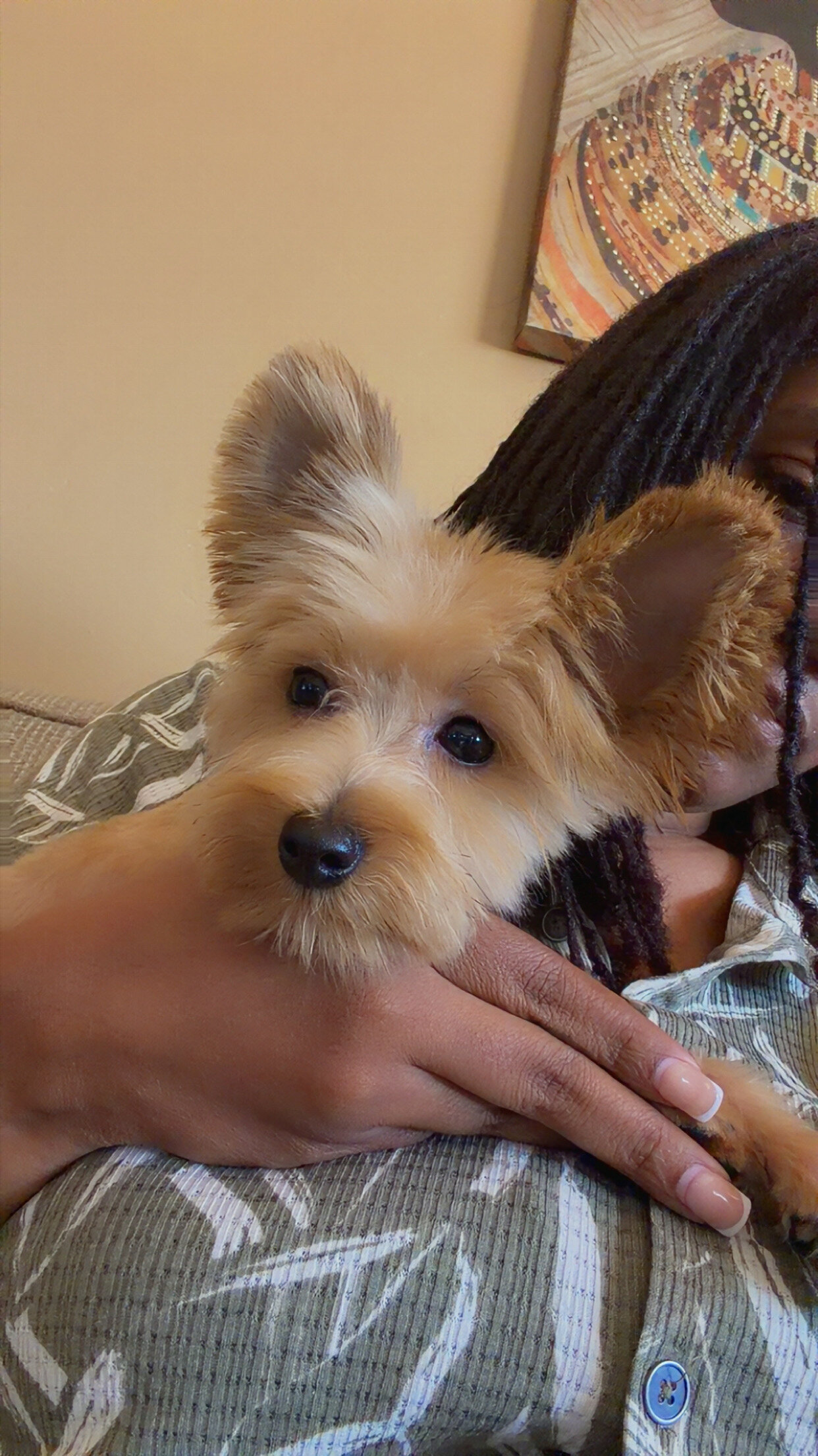 Female Yorkie image 2