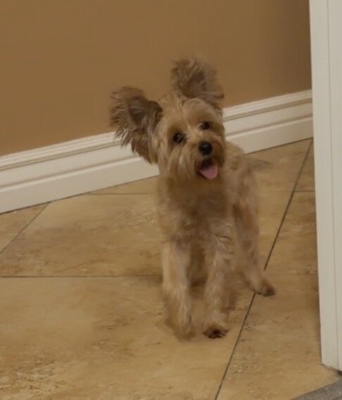 Female Yorkie image 1