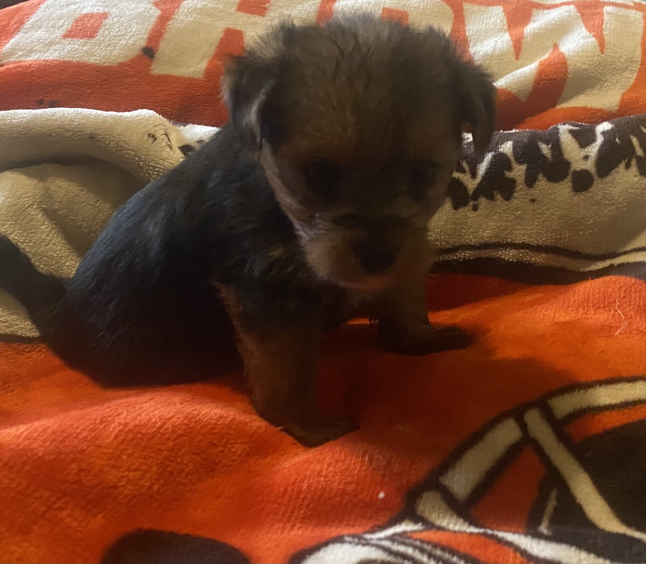 Calling All Yorkshire Terrier Puppy Lovers!!! image 1