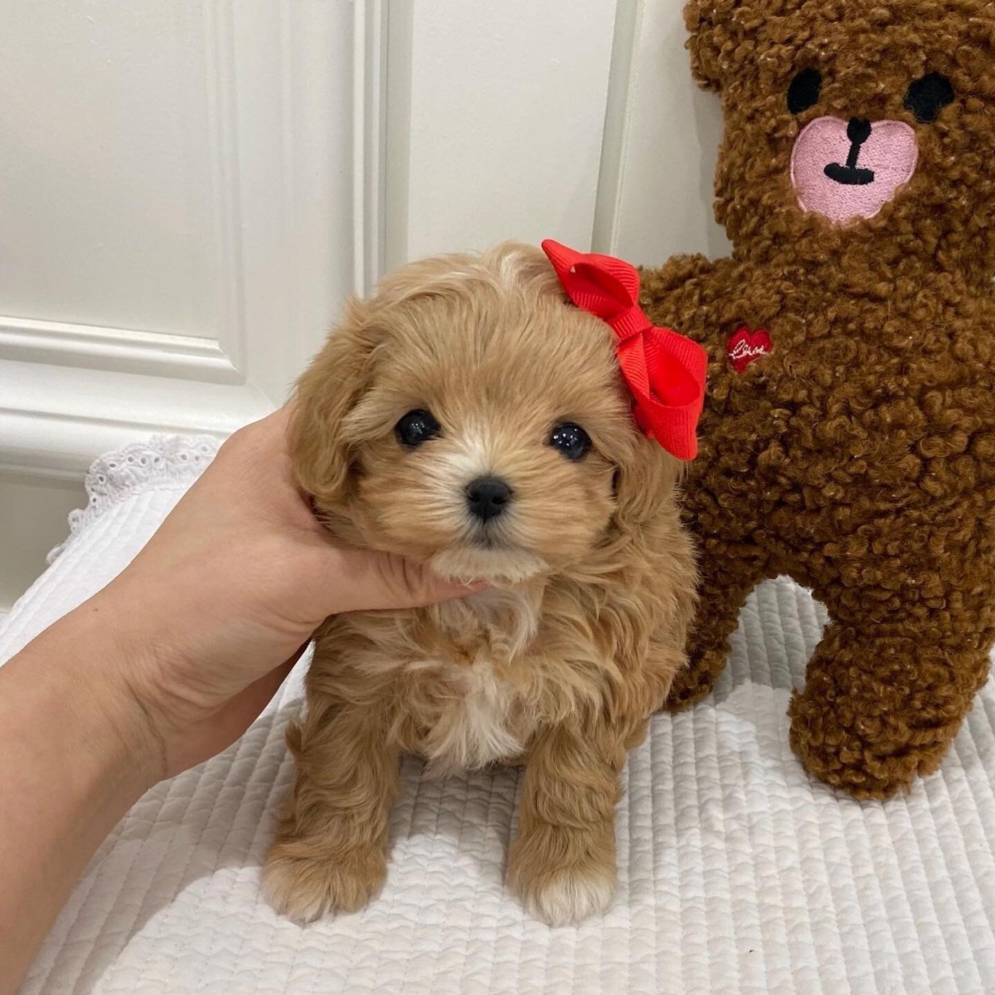 Adorable 10-Week-Old Puppy image 2