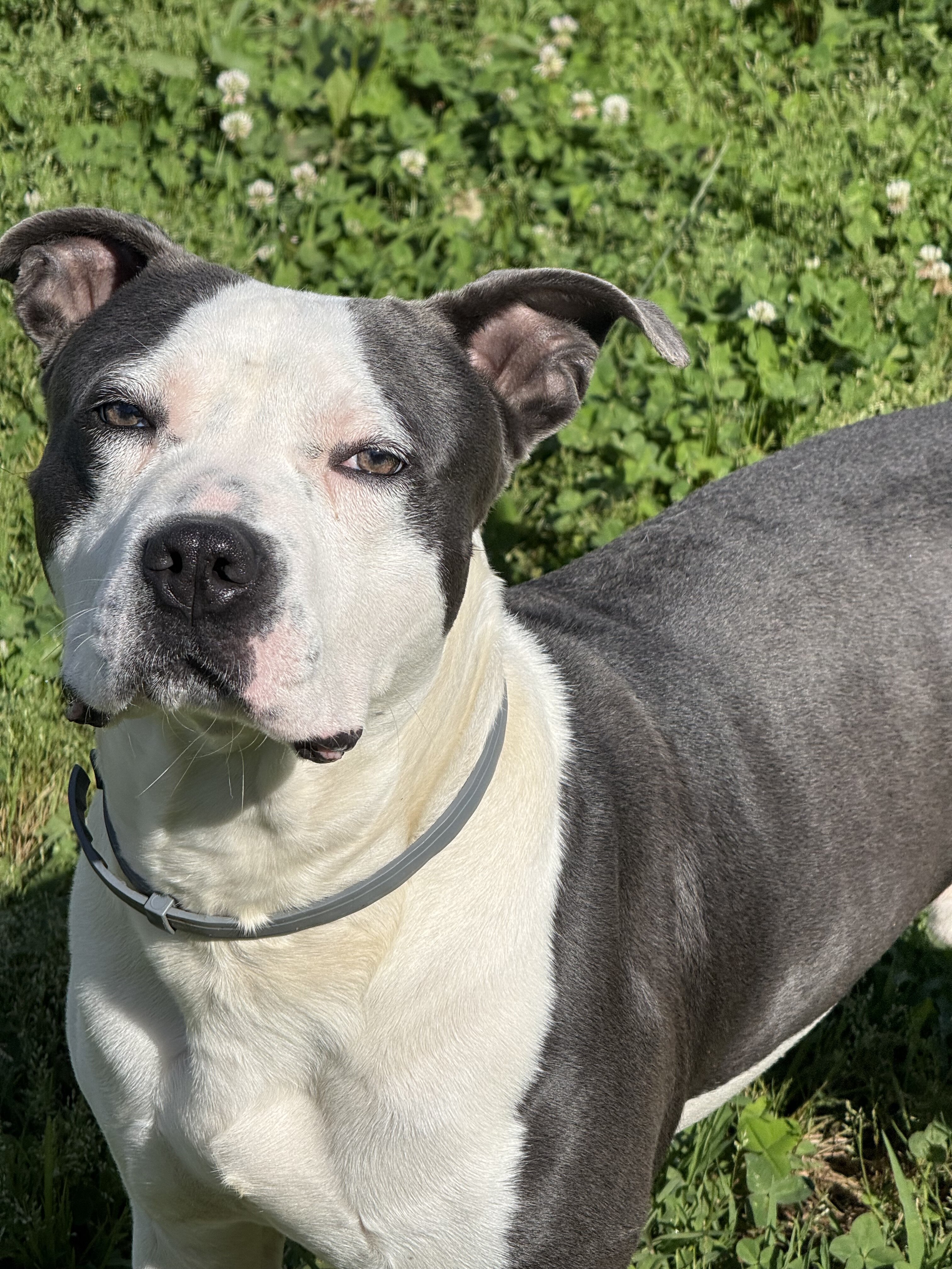 Zeus needs a new home! image 1