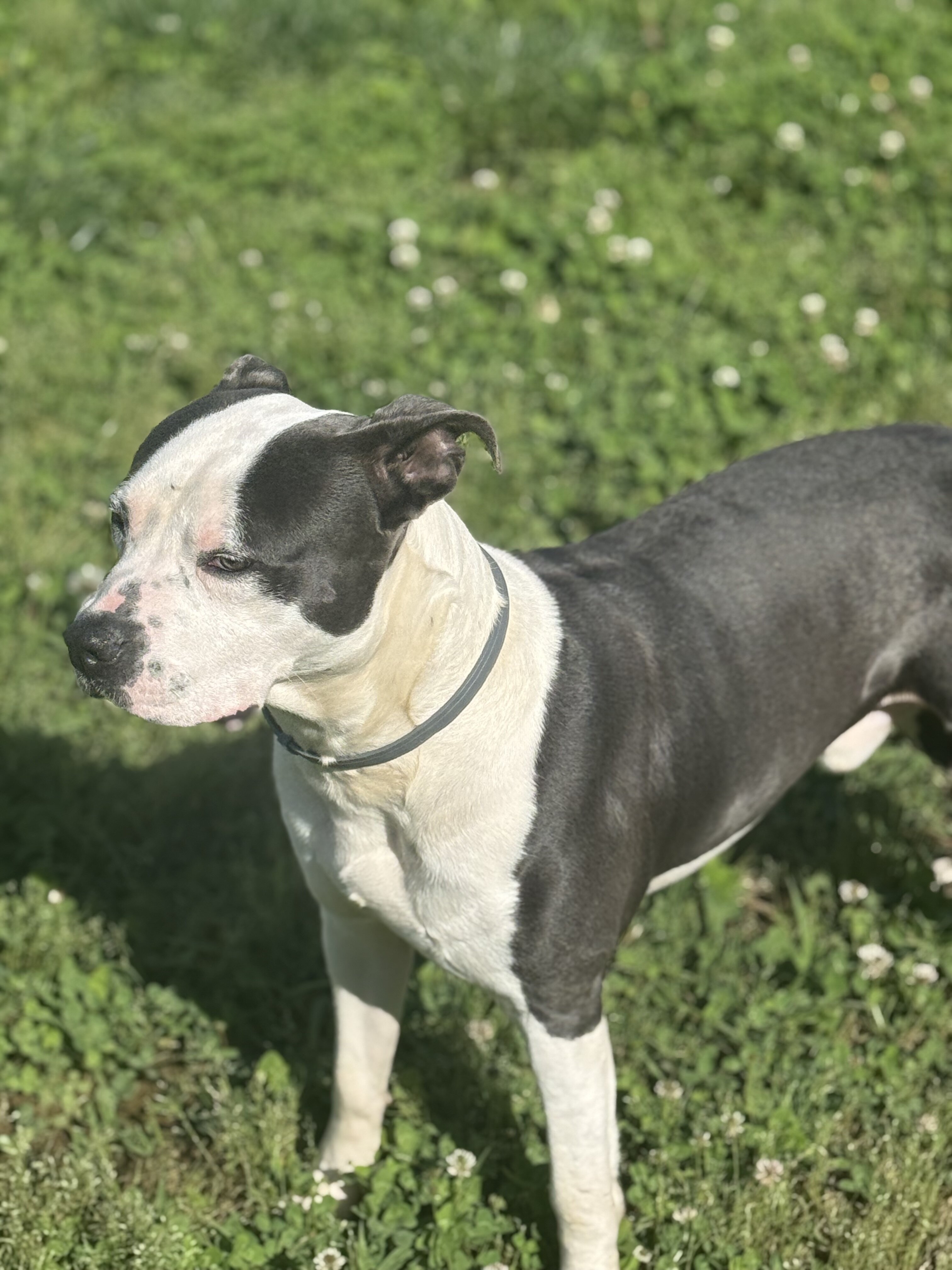 Zeus needs a new home! image 2