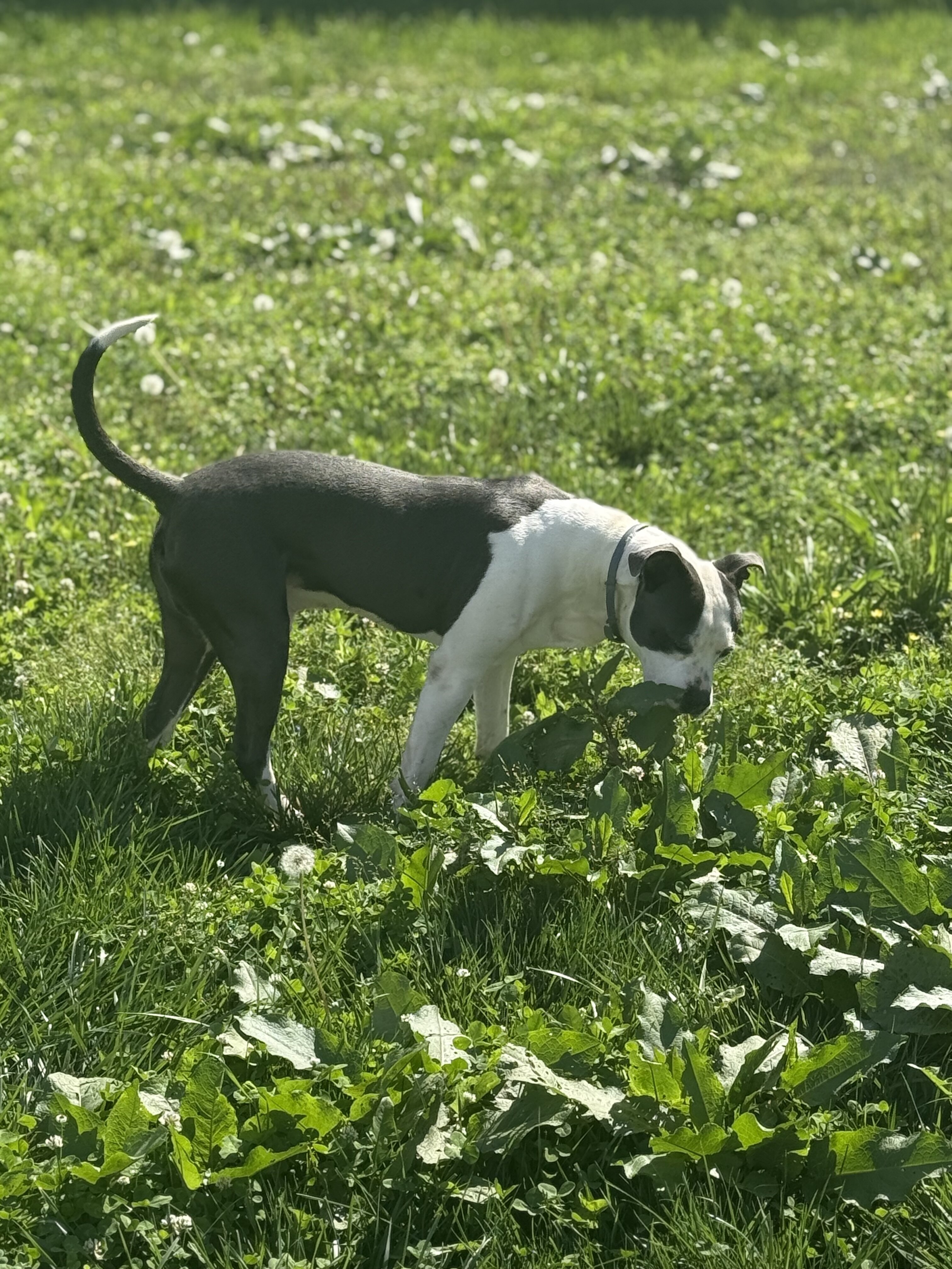 Zeus needs a new home! image 3
