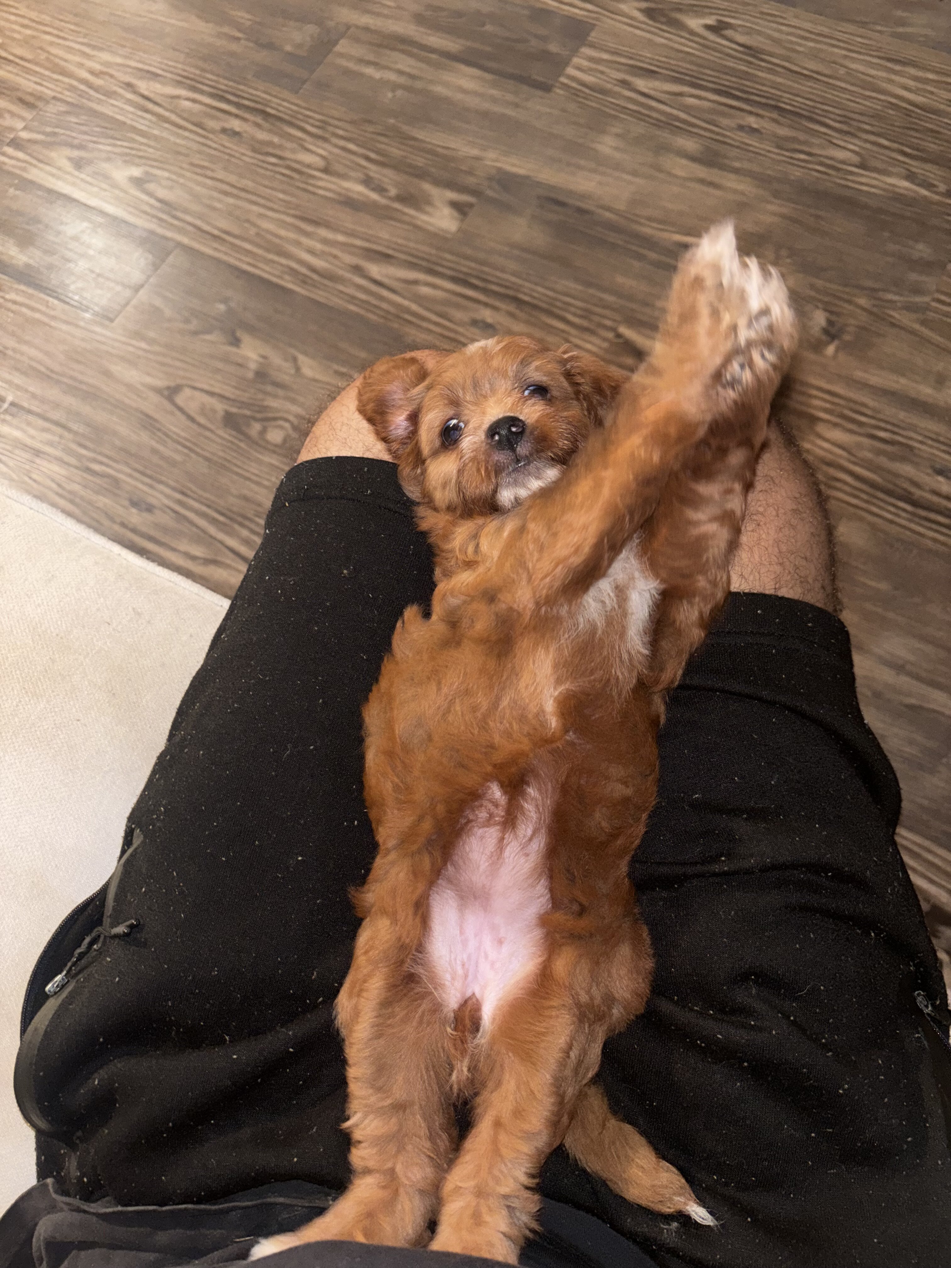 Mini Aussie doodle image 2