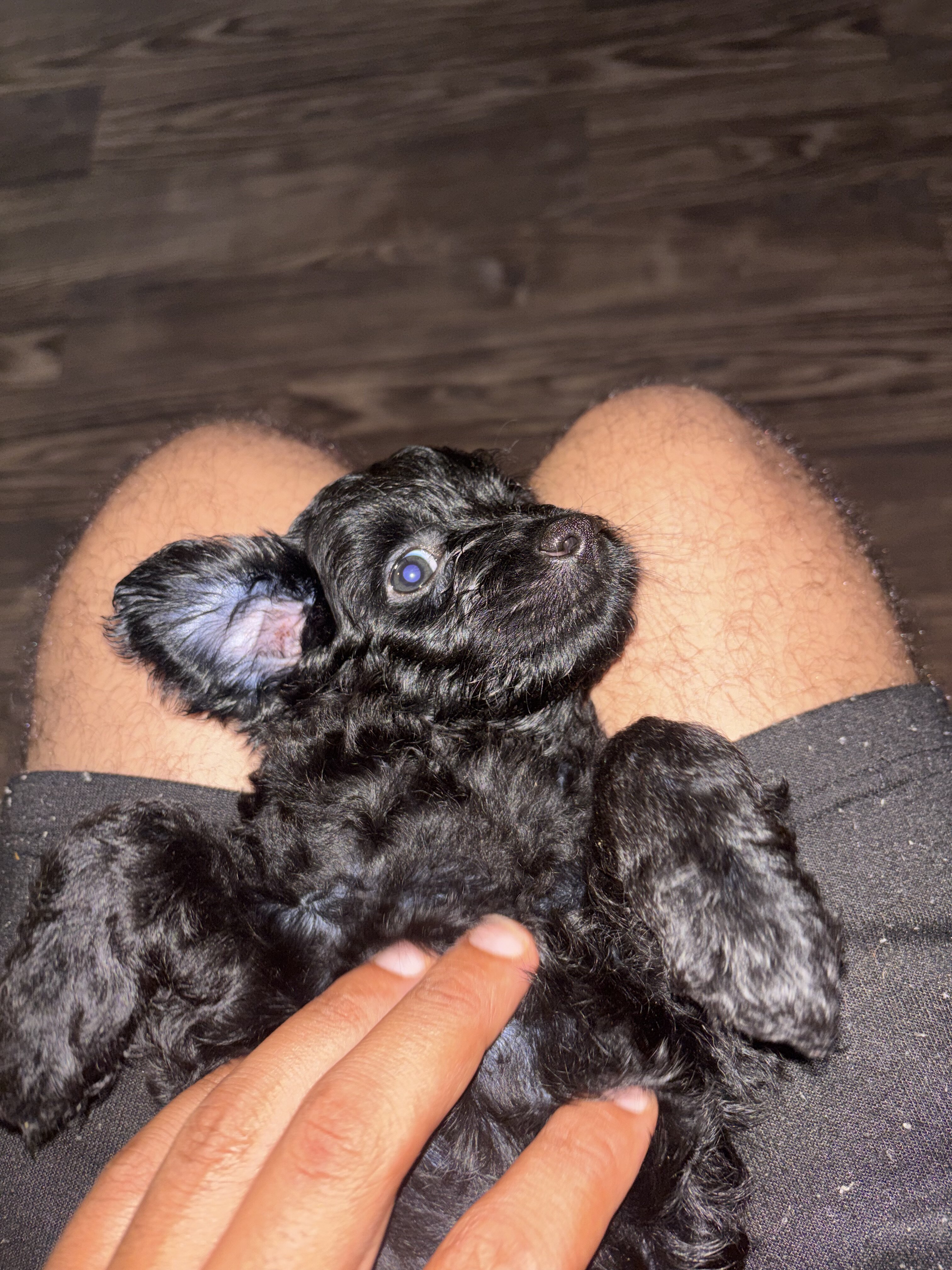 Mini Aussie doodle image 4