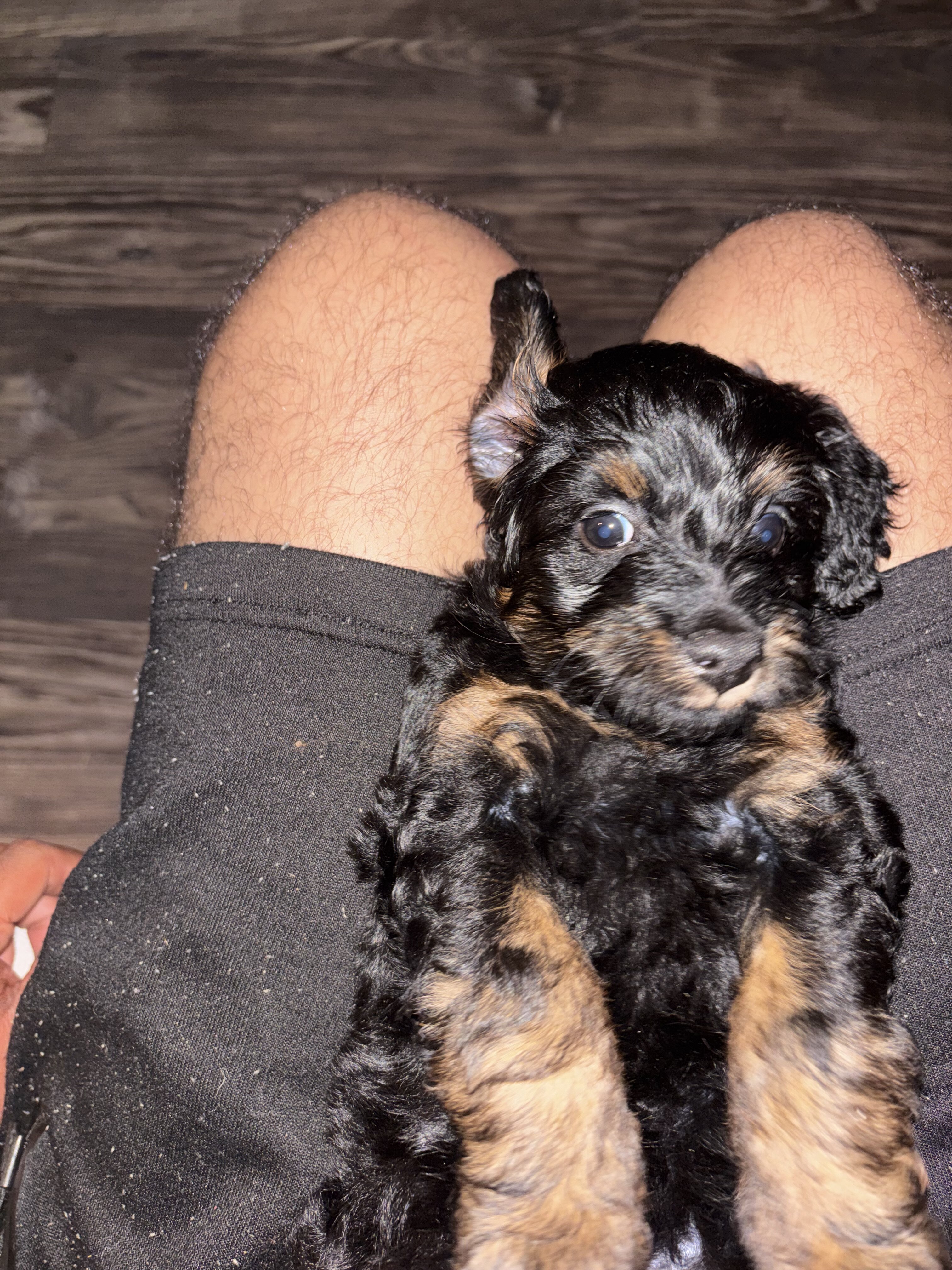 Mini Aussie doodle image 3