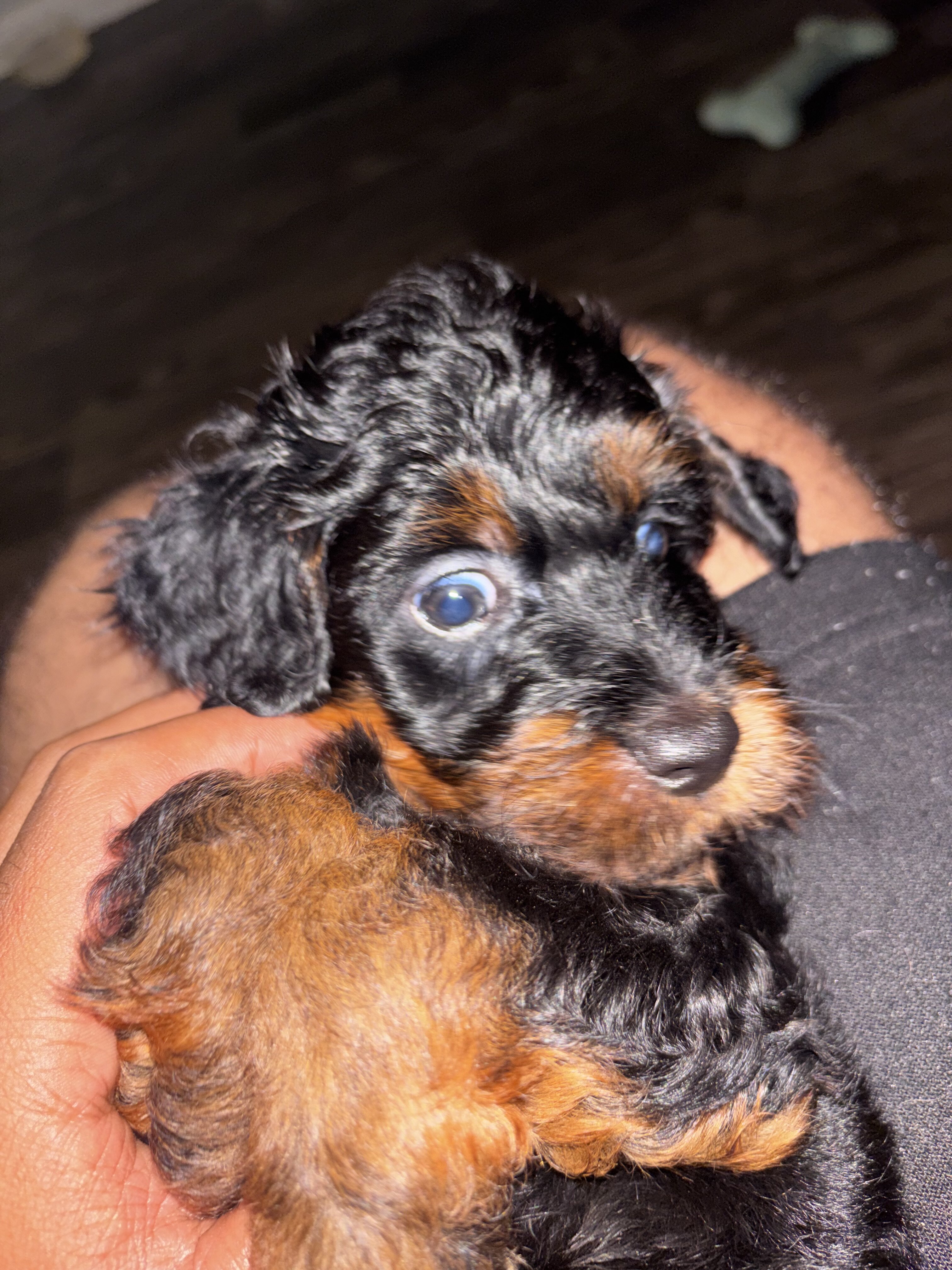 Mini Aussie doodle image 1