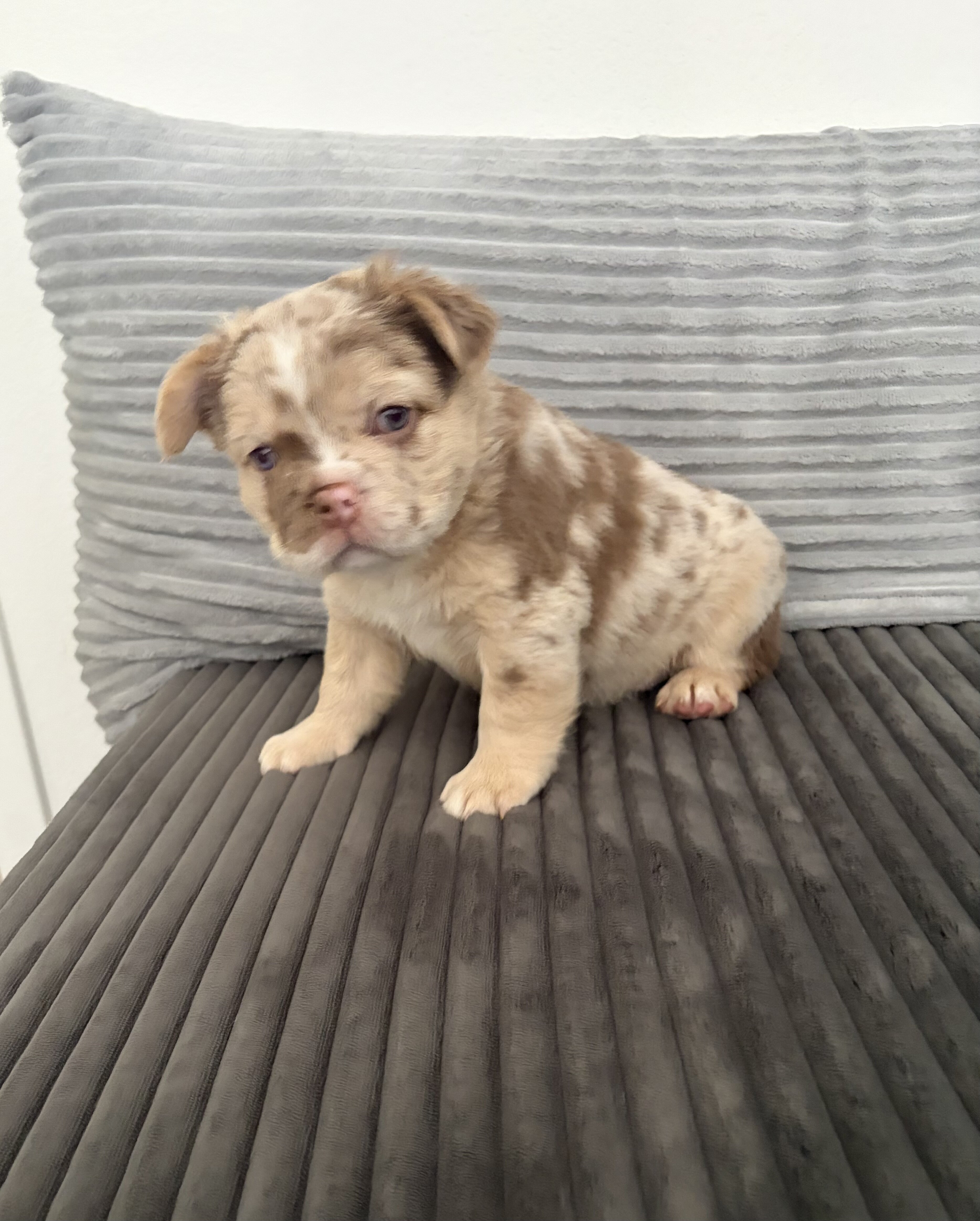 Fluffy French bulldog image 1