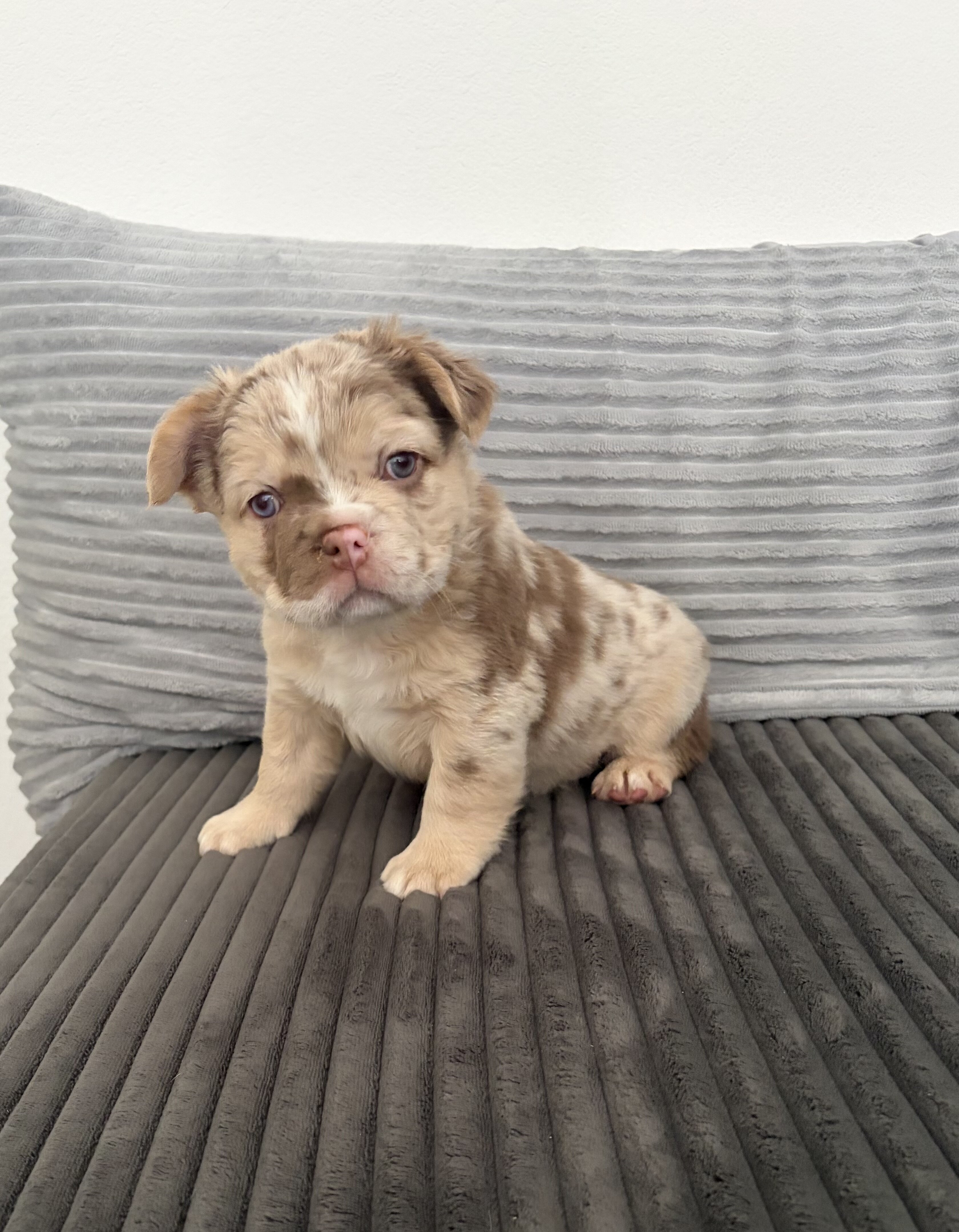 Fluffy French bulldog image 2