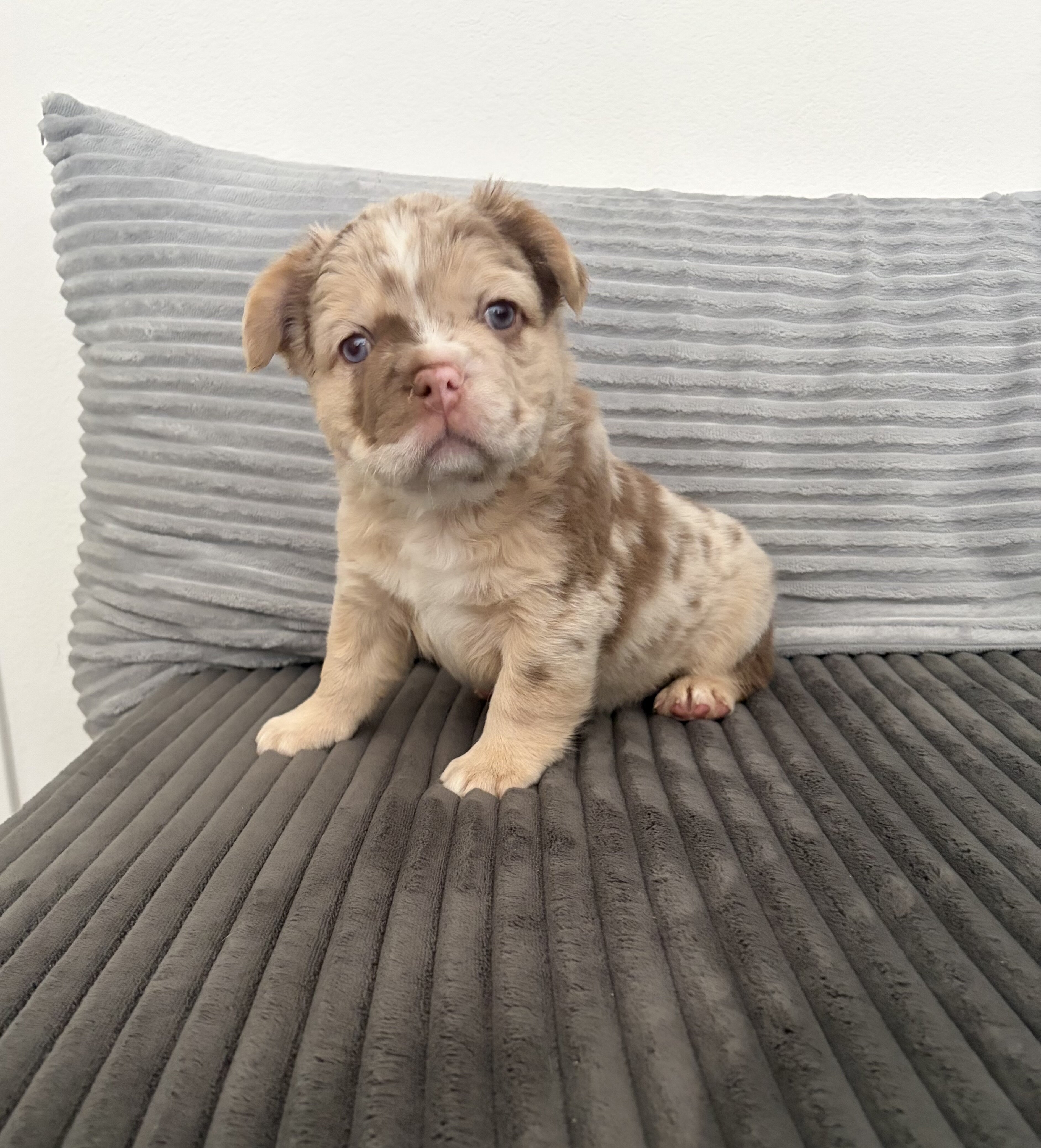 Fluffy French bulldog image 3