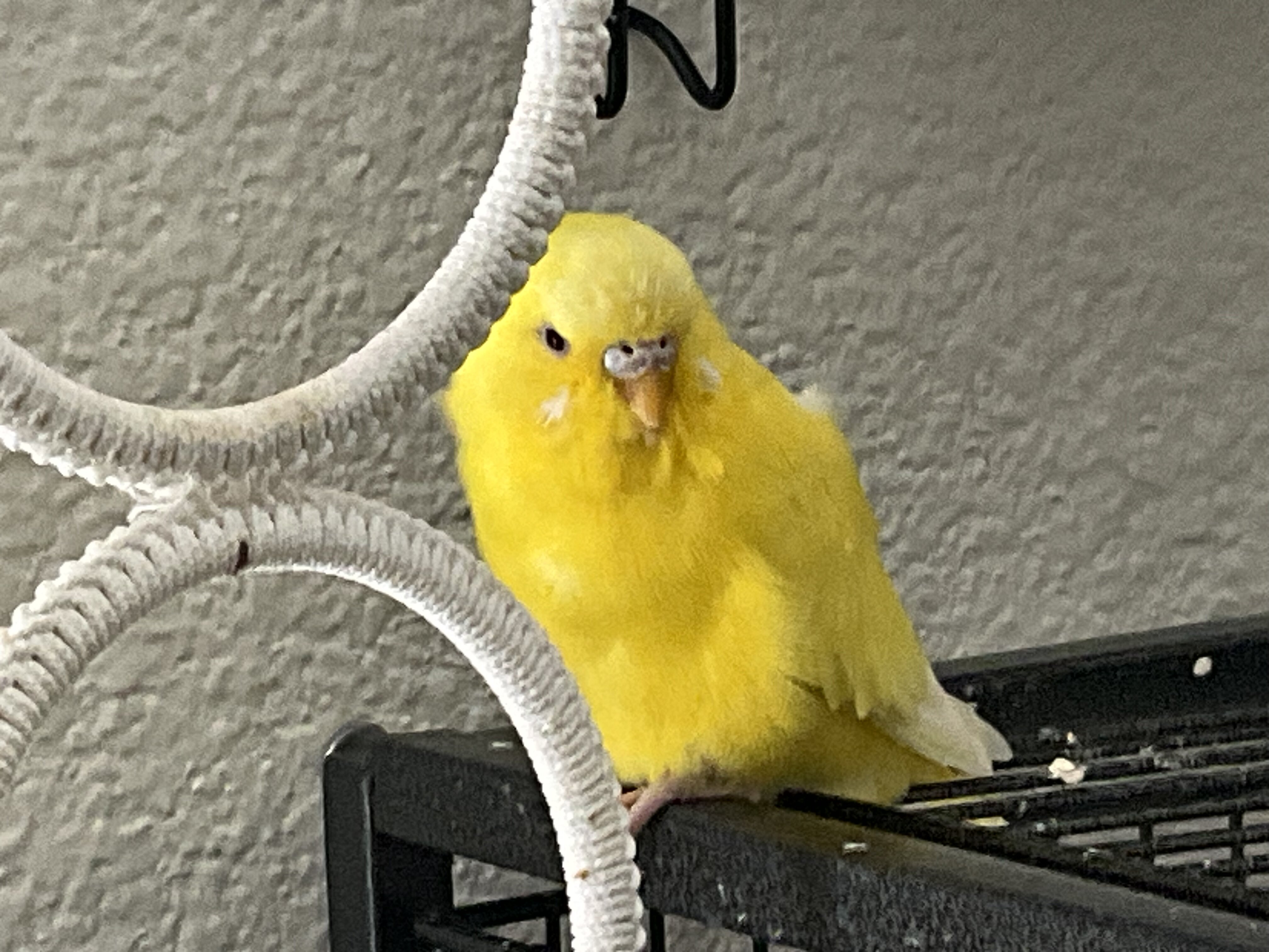 Lutino male/DEC female image 3