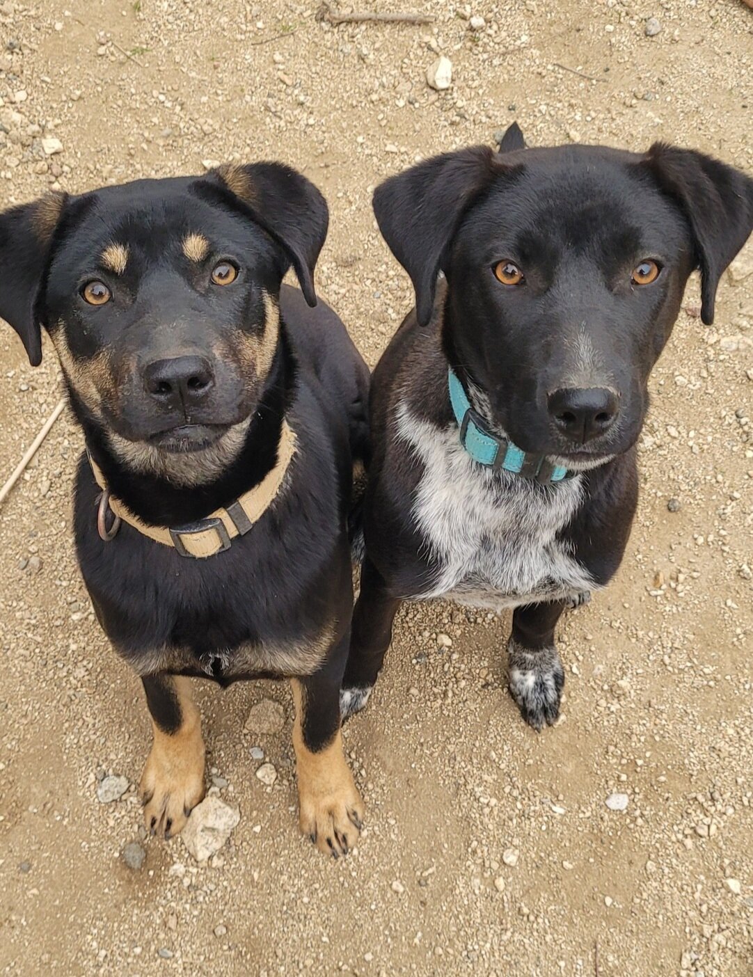 Lab Black Female image 1