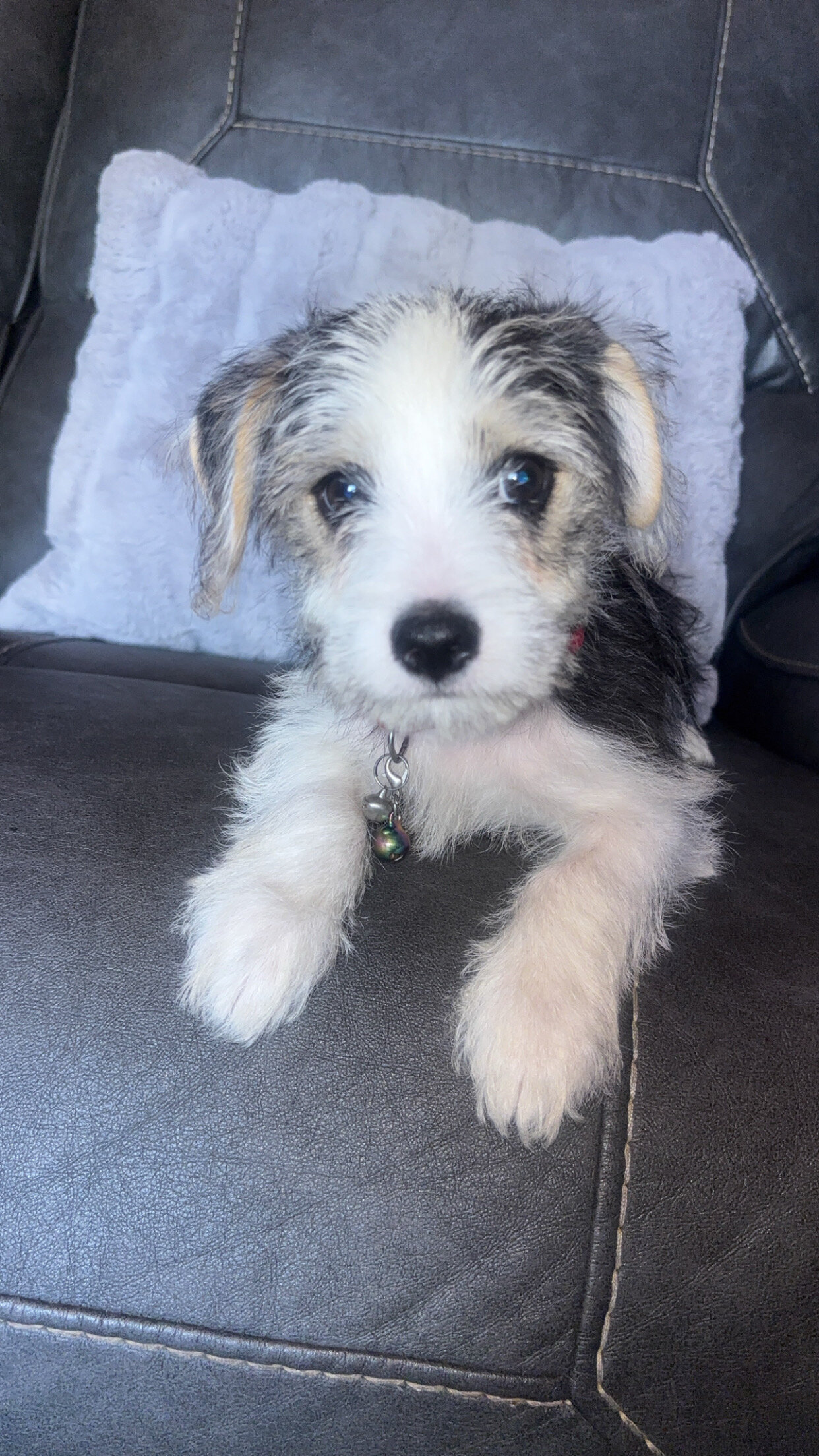 puppies image 5
