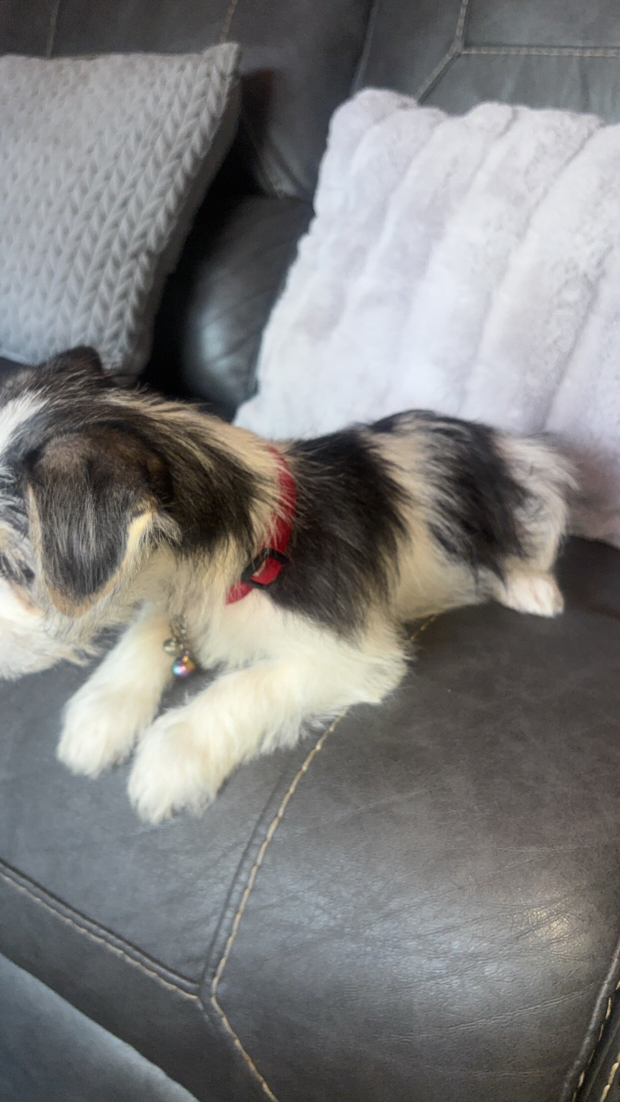 puppies image 2