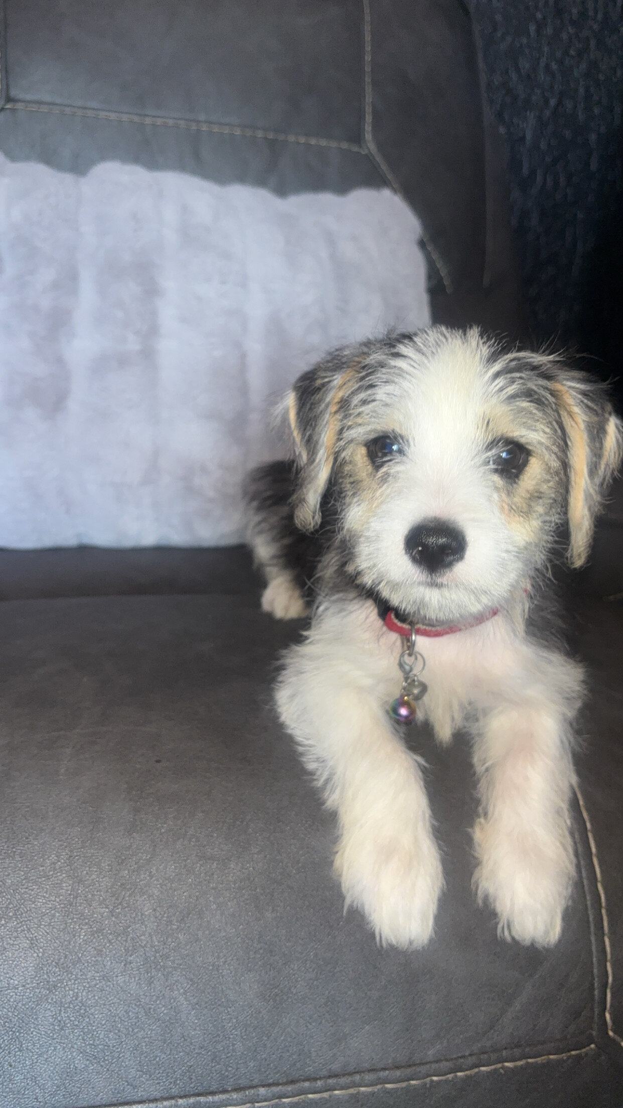 puppies image 1