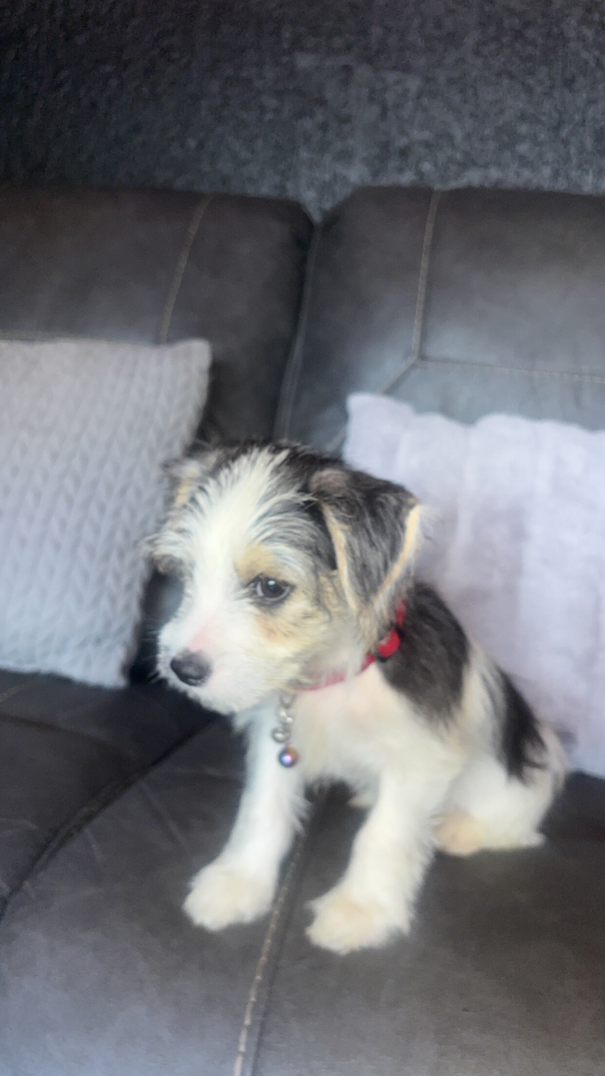 puppies image 3