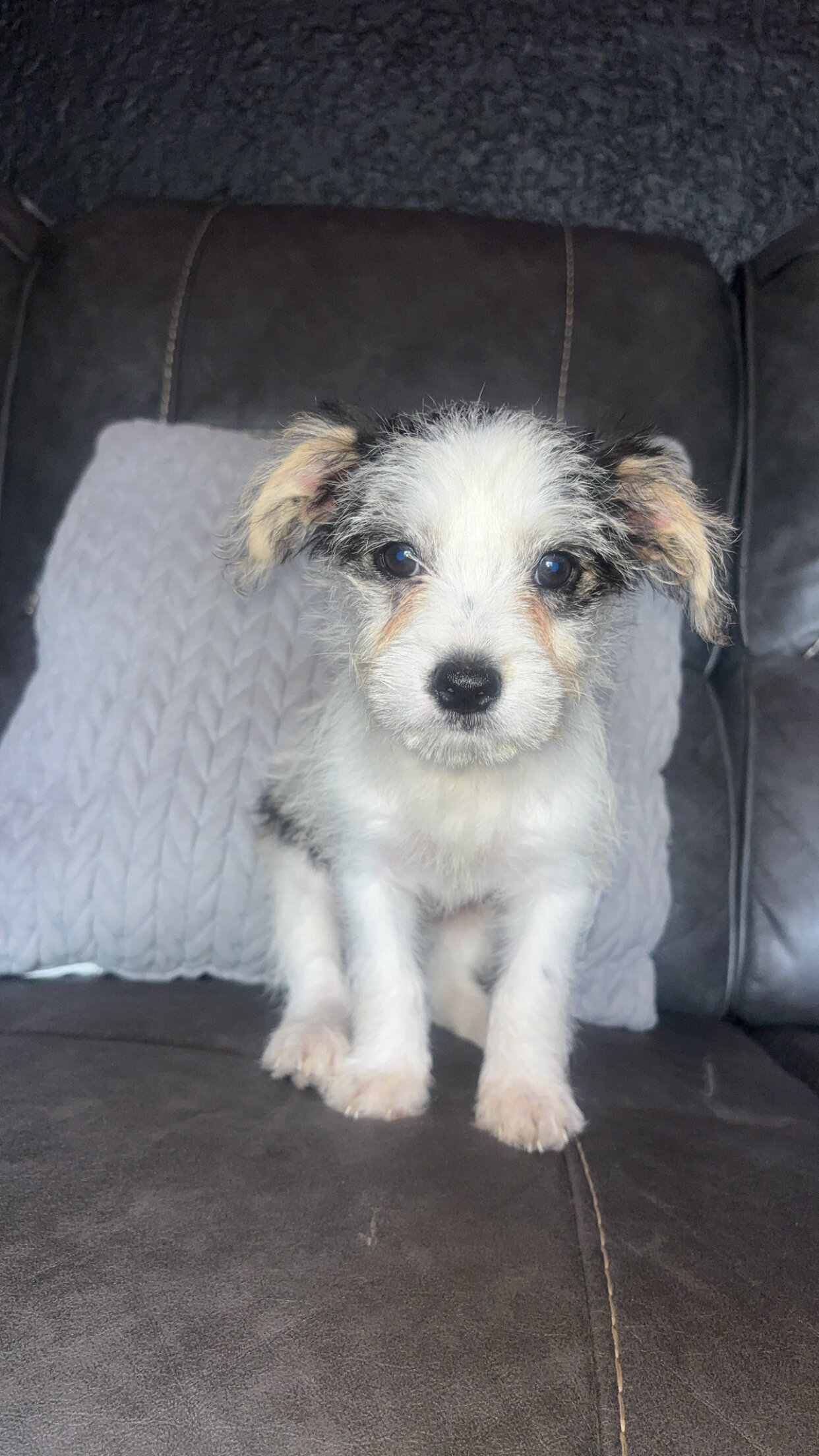 puppies image 8