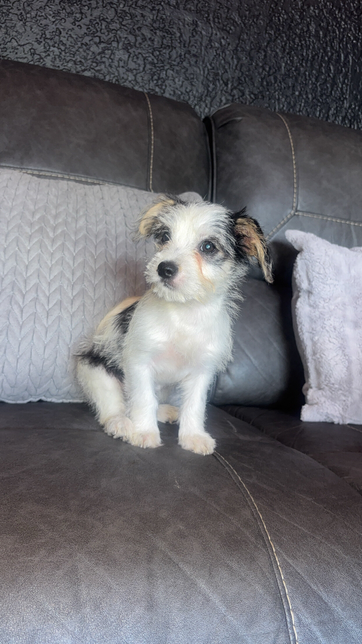 puppies image 7
