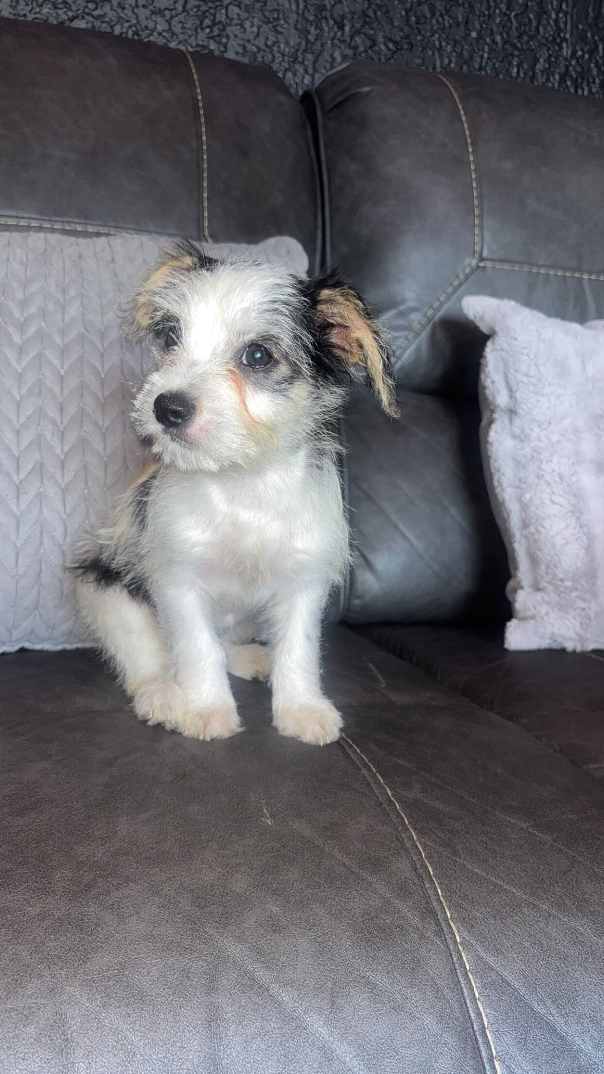 puppies image 4