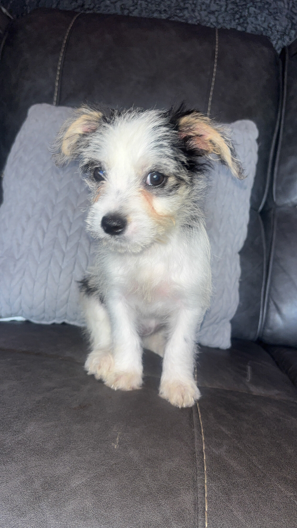 puppies image 6