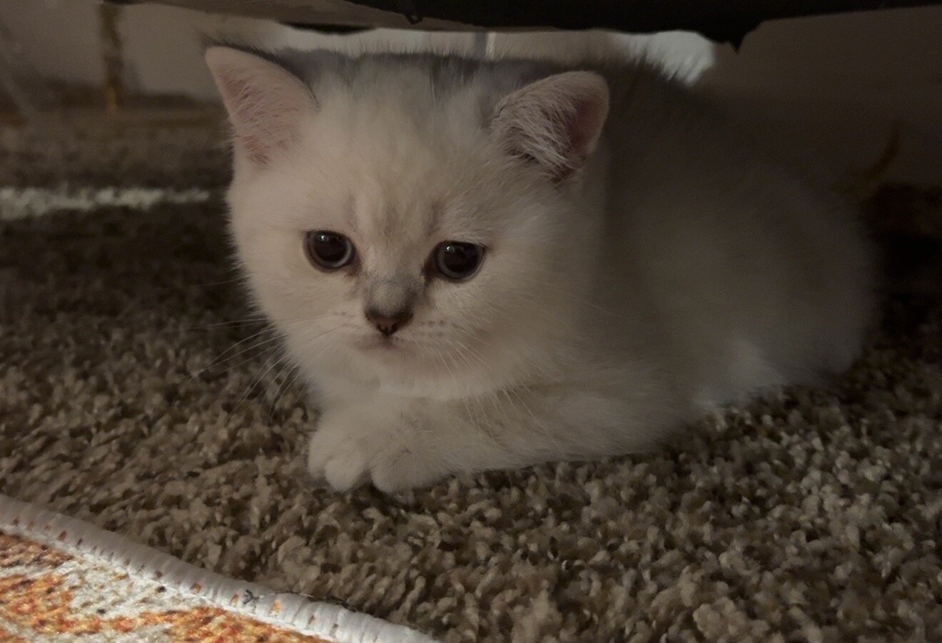 Scottish Straight Kitten image 1