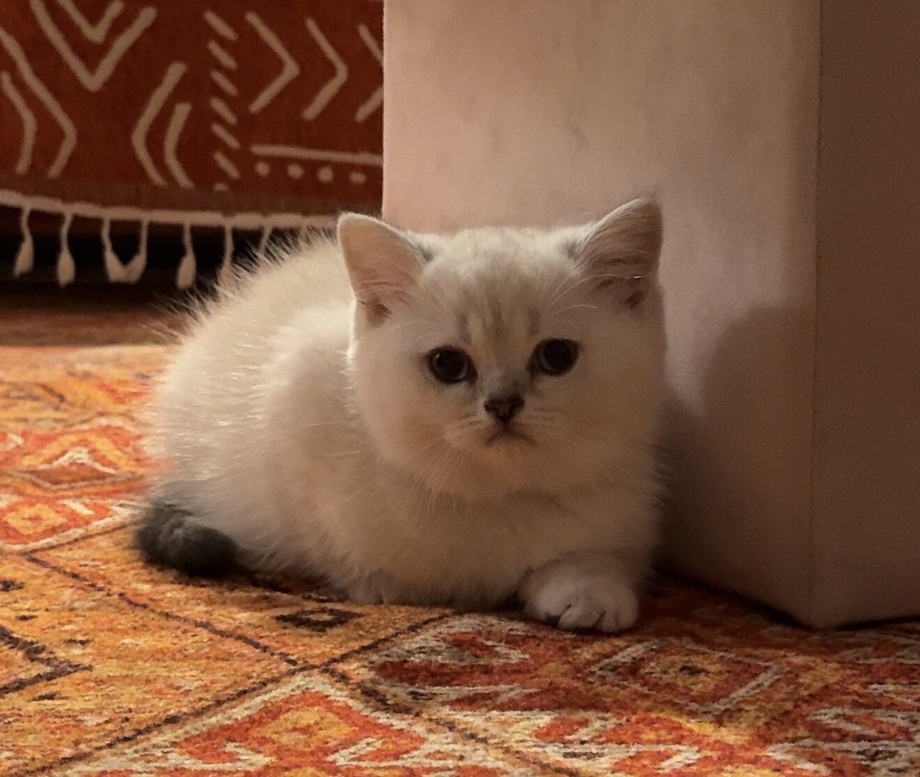 Scottish Straight Kitten image 2