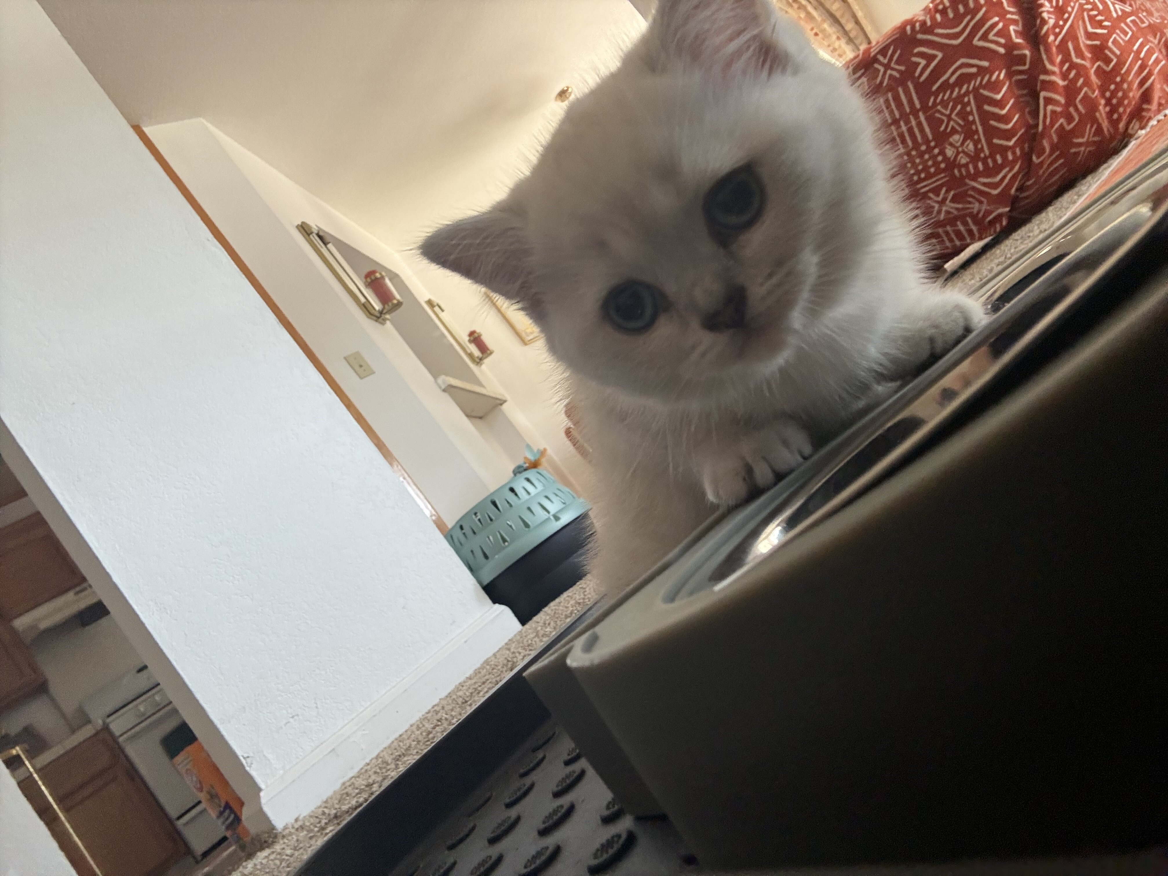 Scottish Straight Kitten image 4