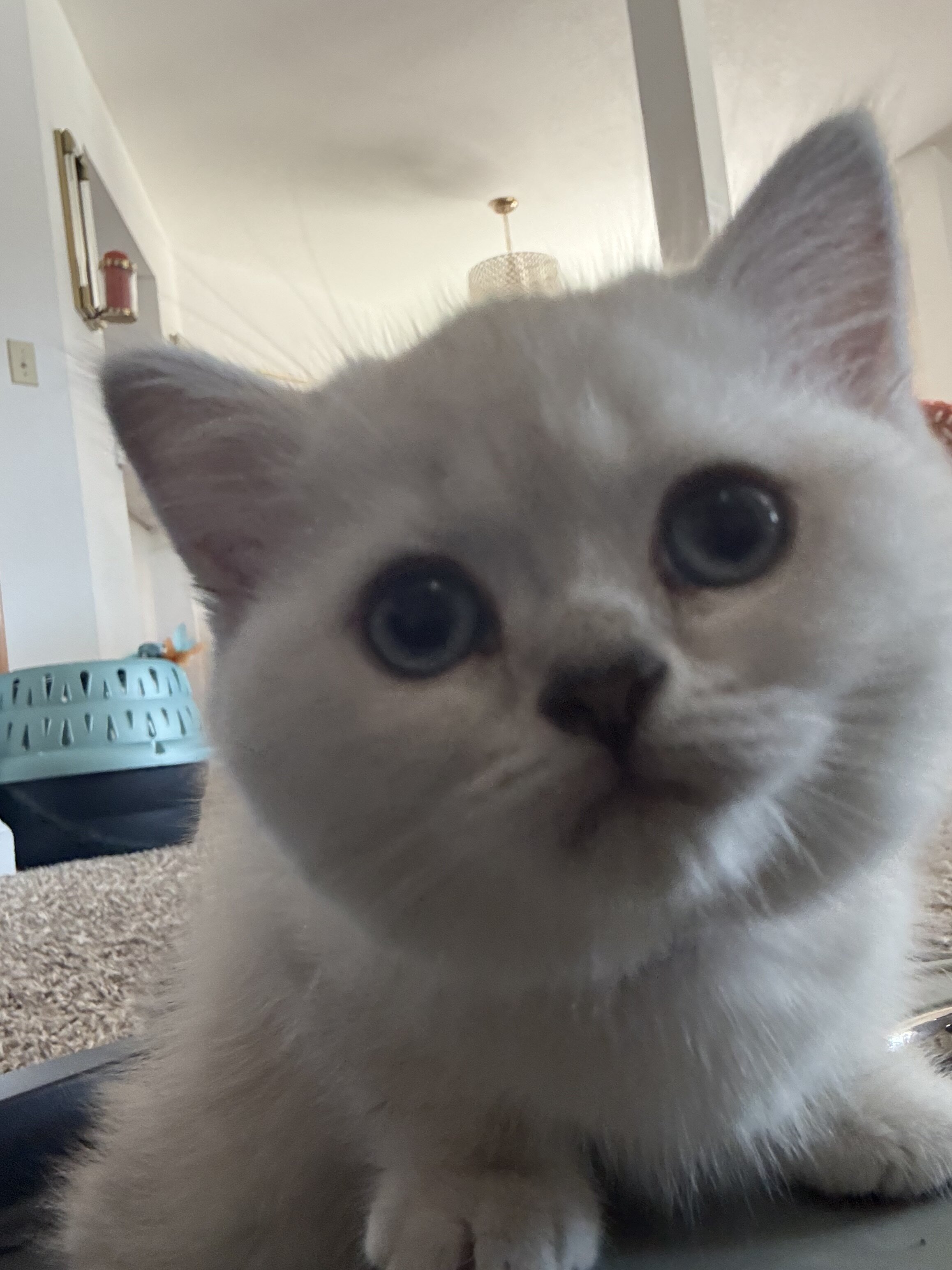 Scottish Straight Kitten image 3